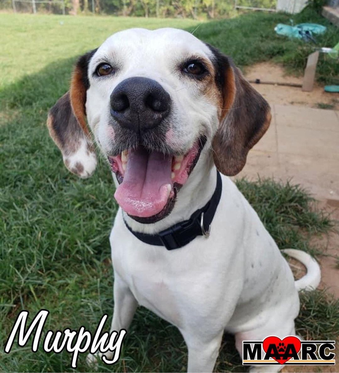 🐾👍🏻 MAARC FEATURED ADOPTABLE 👍🏻🐾

Yo dawgs! Murphy here. I need a favor in a bad way. I don’t know what happened that I ended up here, but here I sit and I’m not too sure about these new digs. Kind of feels like doggy jail and get this.. they don’t serve anything but dog food here! I have tried asking for a beer a few times and I’m just met with blank stares. Just wait till I leave my Yelp review! So this is where you come in. I need someone with opposable thumbs to help me break out of here. I’ve tried and tried but my lack of thumbs seems to be an issue. If you have opposable thumbs and wouldn’t mind a really good dog hanging around I would sure appreciate you helping me blow this popsicle stand! I’m about 3 years old, know how to play nice with other dogs, and I would appreciate a craft beer now and again. Except that dogs don’t drink. No thumbs and we can’t have beer, damn we sure got the short end of that stick.

If you’re interested in Murphy please call/text 865-221-5767 or 865-273-3751 or apply online at www.maarcadopt.org/adopt. Murphy needs a home without children.

<a target='_blank' href='https://www.instagram.com/explore/tags/animalrescue/'>#animalrescue</a> <a target='_blank' href='https://www.instagram.com/explore/tags/rescuepets/'>#rescuepets</a> <a target='_blank' href='https://www.instagram.com/explore/tags/adoptdontshop/'>#adoptdontshop</a> <a target='_blank' href='https://www.instagram.com/explore/tags/animals/'>#animals</a> <a target='_blank' href='https://www.instagram.com/explore/tags/rescue/'>#rescue</a> <a target='_blank' href='https://www.instagram.com/explore/tags/dogsofinstagram/'>#dogsofinstagram</a>  <a target='_blank' href='https://www.instagram.com/explore/tags/rescuedogs/'>#rescuedogs</a>  <a target='_blank' href='https://www.instagram.com/explore/tags/animalshelter/'>#animalshelter</a> <a target='_blank' href='https://www.instagram.com/explore/tags/shelterpets/'>#shelterpets</a>  <a target='_blank' href='https://www.instagram.com/explore/tags/dogrescue/'>#dogrescue</a> <a target='_blank' href='https://www.instagram.com/explore/tags/adopt/'>#adopt</a> <a target='_blank' href='https://www.instagram.com/explore/tags/nokillrescue/'>#nokillrescue</a> <a target='_blank' href='https://www.instagram.com/explore/tags/nokillmaryville/'>#nokillmaryville</a> <a target='_blank' href='https://www.instagram.com/explore/tags/nokillshelter/'>#nokillshelter</a> <a target='_blank' href='https://www.instagram.com/explore/tags/tennessee/'>#tennessee</a> <a target='_blank' href='https://www.instagram.com/explore/tags/fosteringsaveslives/'>#fosteringsaveslives</a> <a target='_blank' href='https://www.instagram.com/explore/tags/maarcadopt/'>#maarcadopt</a> <a target='_blank' href='https://www.instagram.com/explore/tags/rescuefosteradopt/'>#rescuefosteradopt</a> <a target='_blank' href='https://www.instagram.com/explore/tags/maarc/'>#maarc</a> <a target='_blank' href='https://www.instagram.com/explore/tags/maarcanimals/'>#maarcanimals</a>