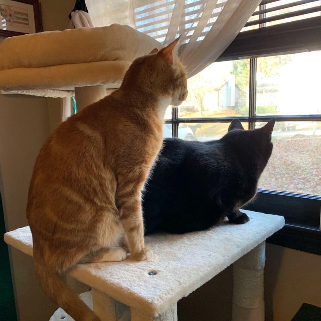 HAPPY TAILS SUNDAY!
The best part of being a Cat Rangers volunteer is seeing our kitties in their new homes.  We love seeing these happily ever after photos with their families. Thank you for sharing their stories and we wish our new families many years of fun and joy with their new babies.