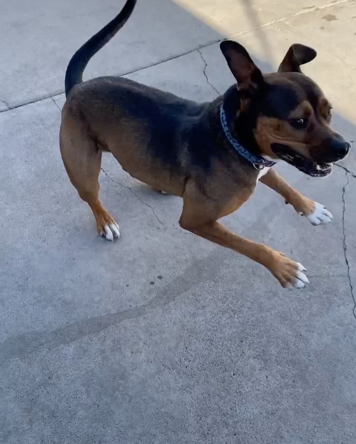 Some adorable videos for your Instagram feed today! 🐾 who is your favorite!? 

✔️Donate: pricelesspetrescue.org/donate/
✔️Venmo: @pricelesspetrescue
✔️PayPal: priceless.pets@yahoo.com
✔️Wishlist: shorturl.at/tBCKS
____________________________________________________
<a target='_blank' href='https://www.instagram.com/explore/tags/pricelesspetrescue/'>#pricelesspetrescue</a> <a target='_blank' href='https://www.instagram.com/explore/tags/pricelesspets/'>#pricelesspets</a> <a target='_blank' href='https://www.instagram.com/explore/tags/adopt/'>#adopt</a> <a target='_blank' href='https://www.instagram.com/explore/tags/rescue/'>#rescue</a> <a target='_blank' href='https://www.instagram.com/explore/tags/costamesa/'>#costamesa</a> <a target='_blank' href='https://www.instagram.com/explore/tags/claremont/'>#claremont</a> <a target='_blank' href='https://www.instagram.com/explore/tags/chinohills/'>#chinohills</a> <a target='_blank' href='https://www.instagram.com/explore/tags/inlandempire/'>#inlandempire</a> <a target='_blank' href='https://www.instagram.com/explore/tags/orangecounty/'>#orangecounty</a> <a target='_blank' href='https://www.instagram.com/explore/tags/lacounty/'>#lacounty</a> <a target='_blank' href='https://www.instagram.com/explore/tags/dogsrock/'>#dogsrock</a> <a target='_blank' href='https://www.instagram.com/explore/tags/dogsinneed/'>#dogsinneed</a> <a target='_blank' href='https://www.instagram.com/explore/tags/adoptme/'>#adoptme</a> <a target='_blank' href='https://www.instagram.com/explore/tags/petsofinstagram/'>#petsofinstagram</a> <a target='_blank' href='https://www.instagram.com/explore/tags/dogsofinstagram/'>#dogsofinstagram</a> <a target='_blank' href='https://www.instagram.com/explore/tags/dogstagram/'>#dogstagram</a> <a target='_blank' href='https://www.instagram.com/explore/tags/catsofinstagram/'>#catsofinstagram</a> <a target='_blank' href='https://www.instagram.com/explore/tags/catsinneed/'>#catsinneed</a> <a target='_blank' href='https://www.instagram.com/explore/tags/catsrock/'>#catsrock</a> <a target='_blank' href='https://www.instagram.com/explore/tags/catstagram/'>#catstagram</a> <a target='_blank' href='https://www.instagram.com/explore/tags/rabbitstagram/'>#rabbitstagram</a> <a target='_blank' href='https://www.instagram.com/explore/tags/rabbitsofinstagram/'>#rabbitsofinstagram</a> <a target='_blank' href='https://www.instagram.com/explore/tags/rabbitsofig/'>#rabbitsofig</a> <a target='_blank' href='https://www.instagram.com/explore/tags/rescuebunnies/'>#rescuebunnies</a> <a target='_blank' href='https://www.instagram.com/explore/tags/savingbunbybun/'>#savingbunbybun</a> <a target='_blank' href='https://www.instagram.com/explore/tags/savingonebyone/'>#savingonebyone</a> <a target='_blank' href='https://www.instagram.com/explore/tags/untiltherearenone/'>#untiltherearenone</a> <a target='_blank' href='https://www.instagram.com/explore/tags/petrescue/'>#petrescue</a> <a target='_blank' href='https://www.instagram.com/explore/tags/nokillshelter/'>#nokillshelter</a> <a target='_blank' href='https://www.instagram.com/explore/tags/nonprofit/'>#nonprofit</a>