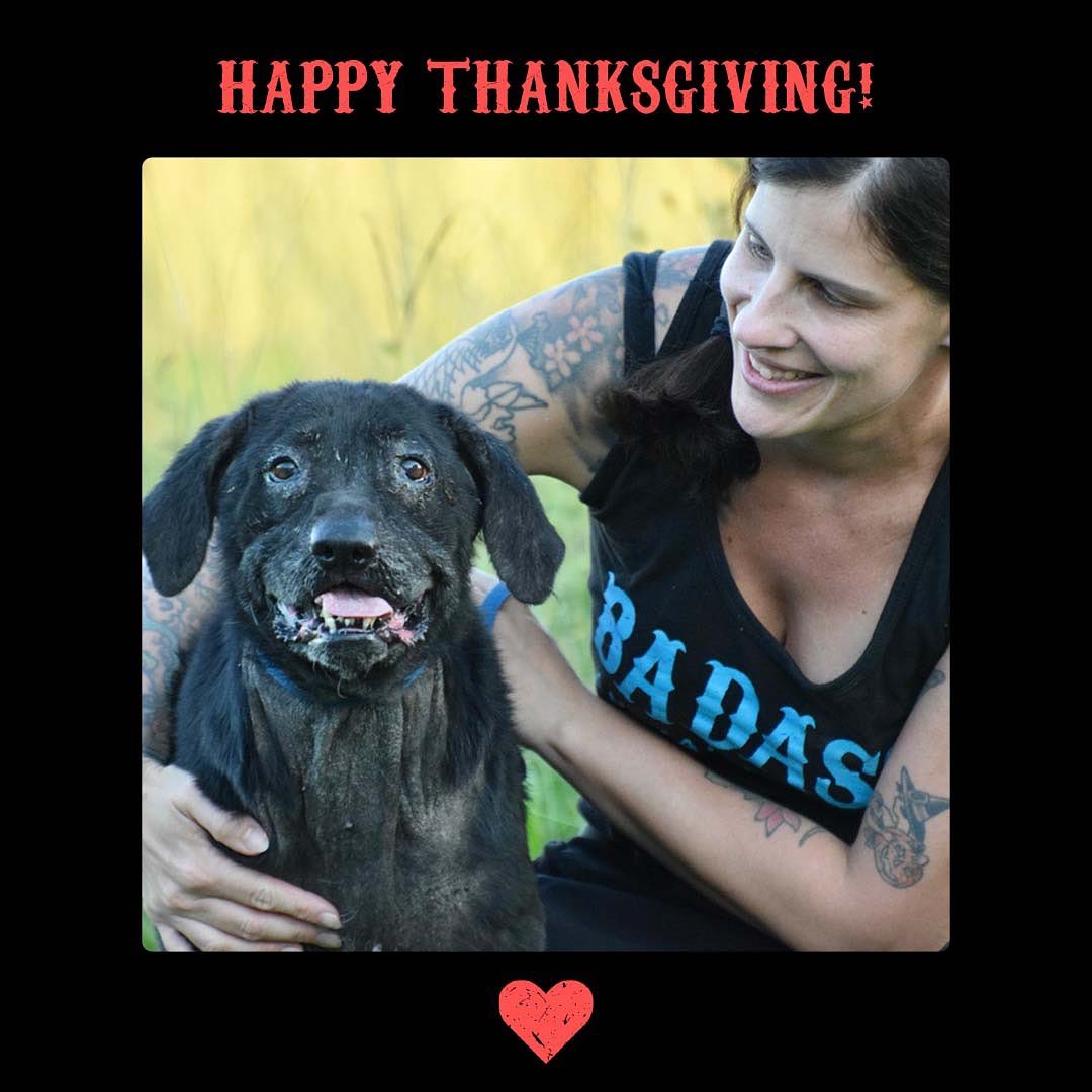 Happy Thanksgiving from available, Selma and all of us here at Badass! 🦃🐾❤️
.
To our fosters, volunteers, partners and adopters, we’re so incredibly grateful for this community and all that you do to help us save more dogs. Thank you for all you do today and everyday. 
.
<a target='_blank' href='https://www.instagram.com/explore/tags/badassdogs/'>#badassdogs</a> <a target='_blank' href='https://www.instagram.com/explore/tags/adoptdontshop/'>#adoptdontshop</a> <a target='_blank' href='https://www.instagram.com/explore/tags/grateful/'>#grateful</a> <a target='_blank' href='https://www.instagram.com/explore/tags/thanksgiving/'>#thanksgiving</a>