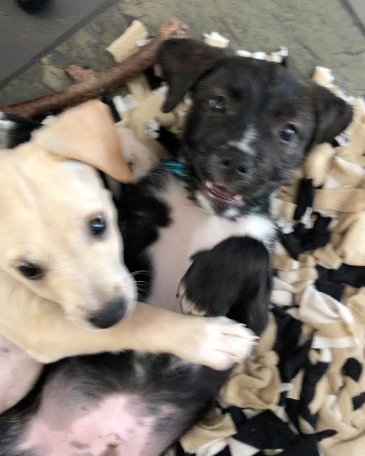 Hi, we are the some of the boys from the “Latin” litter. We are 10 week old pittie/poodle mixes ready for our forever homes! 💃🏻

Our mom is a grey pittie (around 40 lbs) and our dad is a poodle (see picture attached), so we think we'll be about 30 lbs full grown! We were part of an accidental litter and almost ended up in the shelter with our mom before a kind lady stepped in and welcomed us into her home. 

She and her family (including 3 kids and 4 other doggos!) raised us for the past ten weeks, but knew she could not handle us anymore and entrusted HIT Living to place us with the best families! We are now split up in a few different foster homes while we wait for our new homes. We are all healthy, playful pups who love to play just as much as we love to cuddle with our people. 

HIT Living is looking for individuals or families who are willing to put in the time and effort to raise a puppy and who are ready to commit to loving us FOR LIFE! ✨

There’s 6 boys and 3 girls total. The puppies featured in this post are:

- Bad Bunny (white/tan, short hair)
- Daddy Yankee (brindle, long hair/scruffy)
- Enrique (black white/scruffy)

Apply to adopt them at hitlivingfoundation.org 💛

<a target='_blank' href='https://www.instagram.com/explore/tags/hitliving/'>#hitliving</a> <a target='_blank' href='https://www.instagram.com/explore/tags/foundlove/'>#foundlove</a> <a target='_blank' href='https://www.instagram.com/explore/tags/pitpuppies/'>#pitpuppies</a> <a target='_blank' href='https://www.instagram.com/explore/tags/poodlemix/'>#poodlemix</a> <a target='_blank' href='https://www.instagram.com/explore/tags/pittiemix/'>#pittiemix</a> <a target='_blank' href='https://www.instagram.com/explore/tags/adoptme/'>#adoptme</a> <a target='_blank' href='https://www.instagram.com/explore/tags/losangeles/'>#losangeles</a> <a target='_blank' href='https://www.instagram.com/explore/tags/sfv/'>#sfv</a> <a target='_blank' href='https://www.instagram.com/explore/tags/socal/'>#socal</a> <a target='_blank' href='https://www.instagram.com/explore/tags/puppiesofinsta/'>#puppiesofinsta</a> <a target='_blank' href='https://www.instagram.com/explore/tags/puppiesoftheday/'>#puppiesoftheday</a>
