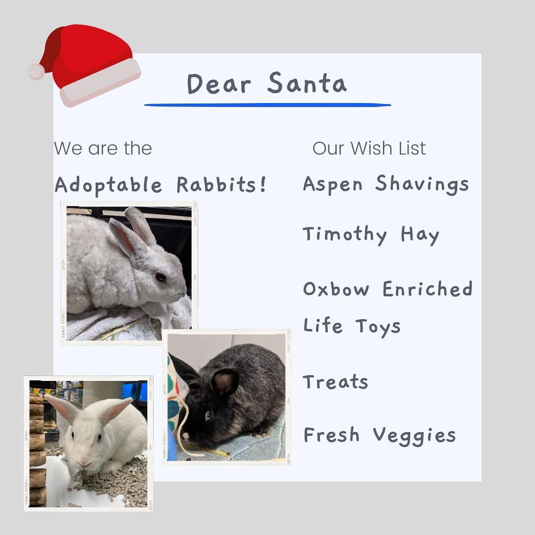 Our Pocket Pets have lists for Santa too! ☃️

We currently have several rabbits, hamsters and guinea pigs either in the shelter, a foster home, or at a pet store for adoption! 

No matter where these guys are for the holidays, we will ensure their stocking gets delivered!

<a target='_blank' href='https://www.instagram.com/explore/tags/pocketpets/'>#pocketpets</a> <a target='_blank' href='https://www.instagram.com/explore/tags/hamstersofinstagram/'>#hamstersofinstagram</a> <a target='_blank' href='https://www.instagram.com/explore/tags/guineapigsofinstagram/'>#guineapigsofinstagram</a> <a target='_blank' href='https://www.instagram.com/explore/tags/rabbitsofinstagram/'>#rabbitsofinstagram</a> <a target='_blank' href='https://www.instagram.com/explore/tags/foster/'>#foster</a> <a target='_blank' href='https://www.instagram.com/explore/tags/hay/'>#hay</a> <a target='_blank' href='https://www.instagram.com/explore/tags/enrichment/'>#enrichment</a> <a target='_blank' href='https://www.instagram.com/explore/tags/northumberlandhumanesociety/'>#northumberlandhumanesociety</a>