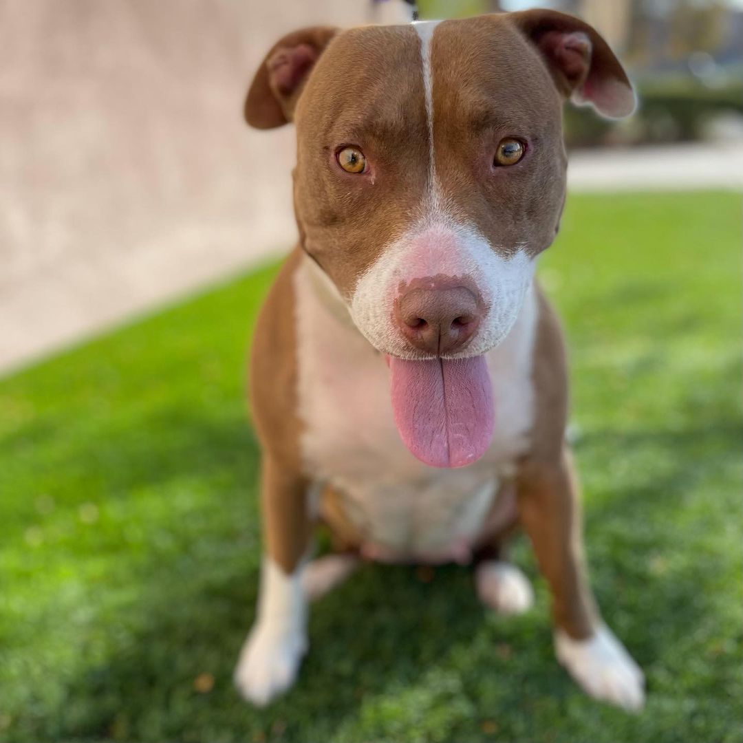 The many faces of adorable Alexis! Alexis is out at Petsmart River Park today hoping to find her happily ever after! She’s spayed and ready to go home today and let me tell you how amazing this adorable 4 year old Pit Bull is! She’s house and crate trained and good with little and big dogs! She’s also good with young and older kids and loves people and all their snuggles! She walks perfectly on a leash and knows basic commands! Come adopt her today! Contact (559)267-3607 with any questions!