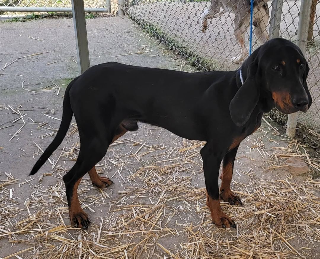 Handsome hound dog Frisco is ready to find a forever home!

Frisco is about 2 years old, and is such a goofy, loving boy! He's got tons of energy and is still very much 