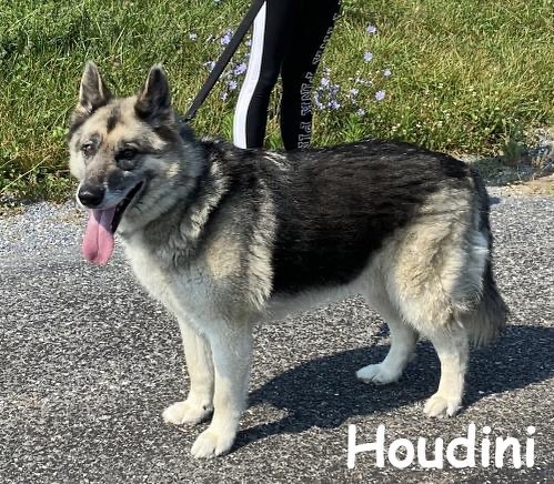 Your next best friend is waiting for you: Houdini <a target='_blank' href='https://www.instagram.com/explore/tags/allshepherdrescueasr/'>#allshepherdrescueasr</a> <a target='_blank' href='https://www.instagram.com/explore/tags/asrawesome/'>#asrawesome</a> <a target='_blank' href='https://www.instagram.com/explore/tags/adopt/'>#adopt</a> <a target='_blank' href='https://www.instagram.com/explore/tags/adoptdontshop/'>#adoptdontshop</a> <a target='_blank' href='https://www.instagram.com/explore/tags/germanshepherd/'>#germanshepherd</a> <a target='_blank' href='https://www.instagram.com/explore/tags/germanshepherdsofinstagram/'>#germanshepherdsofinstagram</a> <a target='_blank' href='https://www.instagram.com/explore/tags/dogsofinstagram/'>#dogsofinstagram</a> <a target='_blank' href='https://www.instagram.com/explore/tags/puppiesofinstagram/'>#puppiesofinstagram</a>
<a target='_blank' href='https://www.instagram.com/explore/tags/rescuedogsofinstagram/'>#rescuedogsofinstagram</a> <a target='_blank' href='https://www.instagram.com/explore/tags/rescuedog/'>#rescuedog</a> <a target='_blank' href='https://www.instagram.com/explore/tags/rescue/'>#rescue</a> <a target='_blank' href='https://www.instagram.com/explore/tags/GetYourRescueOn/'>#GetYourRescueOn</a> <a target='_blank' href='https://www.instagram.com/explore/tags/gsd/'>#gsd</a> <a target='_blank' href='https://www.instagram.com/explore/tags/gsdofinstagram/'>#gsdofinstagram</a> <a target='_blank' href='https://www.instagram.com/explore/tags/gsdlove/'>#gsdlove</a> <a target='_blank' href='https://www.instagram.com/explore/tags/gsdpuppy/'>#gsdpuppy</a> <a target='_blank' href='https://www.instagram.com/explore/tags/gsdsofigworld/'>#gsdsofigworld</a>  <a target='_blank' href='https://www.instagram.com/explore/tags/gsdstagram/'>#gsdstagram</a> <a target='_blank' href='https://www.instagram.com/explore/tags/gsdofig/'>#gsdofig</a> <a target='_blank' href='https://www.instagram.com/explore/tags/dogstagram/'>#dogstagram</a> <a target='_blank' href='https://www.instagram.com/explore/tags/instagramdogs/'>#instagramdogs</a> <a target='_blank' href='https://www.instagram.com/explore/tags/dogs/'>#dogs</a> <a target='_blank' href='https://www.instagram.com/explore/tags/dog/'>#dog</a>
<a target='_blank' href='https://www.instagram.com/explore/tags/instadog/'>#instadog</a> <a target='_blank' href='https://www.instagram.com/explore/tags/doglover/'>#doglover</a>  <a target='_blank' href='https://www.instagram.com/explore/tags/dogoftheday/'>#dogoftheday</a>