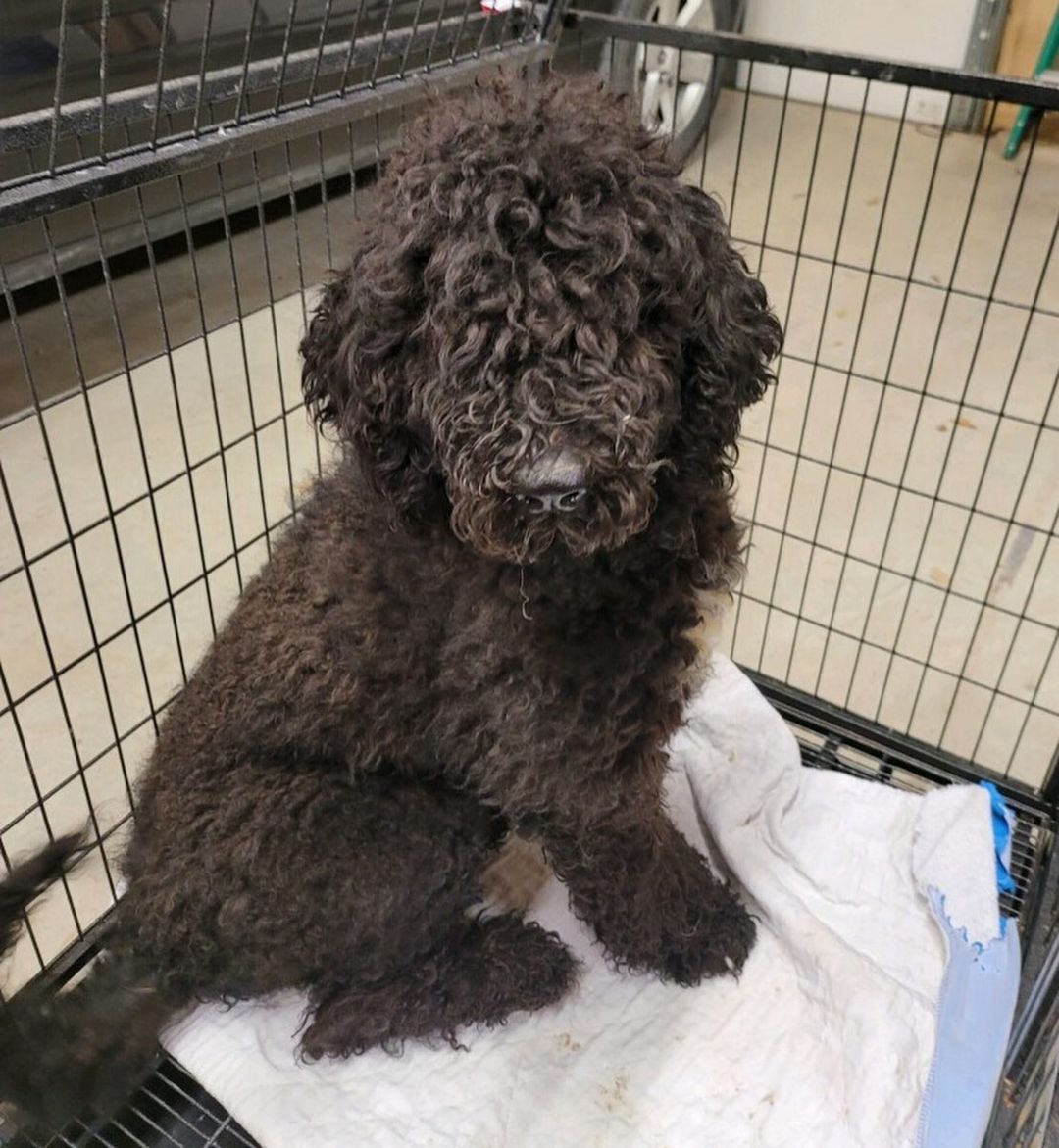 🆘 INTAKE IS OPEN AGAIN 🆘
 
We have a waitlist of dogs needing to come into our rescue and first on the list is a group of 5 Standard Poodles and Labradoodles. They are a breeder surrender, they are all female and all need vetting, including spays. We need to raise some funds for their vetting, grooming, food and supplies. 

They will not be eligible for adoption until fully vetted. We do not know anything about their ages or personalities yet. This is rescue and we are only in the rescue phase right now, which means we need funds and have work to do. We cannot take applications until we know what these dogs need and want. 

Thank you SO MUCH to all the heroes who donated to get our doors open again! We hope you all had a wonderful holiday. Now, let’s go save some animals, y’all!

If you prefer PayPal: 

https://paypal.me/SAVINGHOPERESCUE

Or our website:

https://savinghoperescue.org/donate

Or Venmo: 

@SAVINGHOPE-RESCUE

To send supplies directly to us, our Amazon Wishlist at:

https://www.amazon.com/hz/wishlist/ls/3ADJQO8TLGGBQ?ref_=wl_share

Or try our new Chewy Wishlist at: 

https://www.chewy.com/g/saving-hope-animal-rescue-fund_b76431595

To pay our vets directly: 

Family PetCare: (817) 451-7387

Rickord’s Animal Hospital: (817) 439-4443

<a target='_blank' href='https://www.instagram.com/explore/tags/togetherwecandomore/'>#togetherwecandomore</a> <a target='_blank' href='https://www.instagram.com/explore/tags/ittakesavillage/'>#ittakesavillage</a> <a target='_blank' href='https://www.instagram.com/explore/tags/fortworthtexas/'>#fortworthtexas</a>
<a target='_blank' href='https://www.instagram.com/explore/tags/fosteringsaveslives/'>#fosteringsaveslives</a> <a target='_blank' href='https://www.instagram.com/explore/tags/oneatatime/'>#oneatatime</a> <a target='_blank' href='https://www.instagram.com/explore/tags/togetherisbetter/'>#togetherisbetter</a> <a target='_blank' href='https://www.instagram.com/explore/tags/savinghopetx/'>#savinghopetx</a>