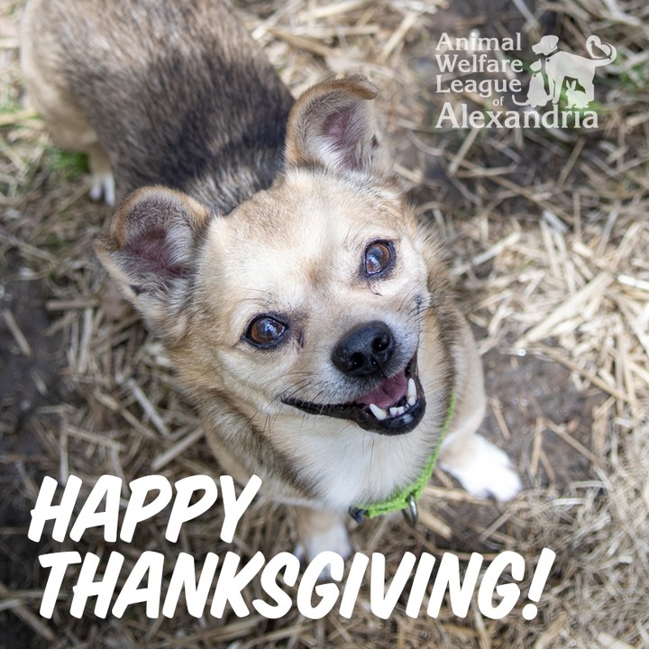 What are we thankful for today? You! Thanks to the generous support of our community, we are able to help so many pets find their new families or stay with the people who love them. Thank you and happy Thanksgiving from all of us at the Animal Welfare League of Alexandria.

<a target='_blank' href='https://www.instagram.com/explore/tags/alexanimals/'>#alexanimals</a> <a target='_blank' href='https://www.instagram.com/explore/tags/alexandriava/'>#alexandriava</a> <a target='_blank' href='https://www.instagram.com/explore/tags/happythankgiving/'>#happythankgiving</a>