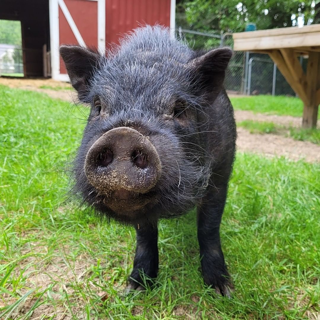 For this <a target='_blank' href='https://www.instagram.com/explore/tags/FarmAnimalFriday/'>#FarmAnimalFriday</a> we have Chief, our newest piggy resident here at the shelter! 

He was transferred to us from our local animal control. After taking some time getting used to the new farm, he now stays in our extra-large pig suite in our barn with our other two piggies Pearl and Wilbur! 

He's a Vietnamese Potbelly so he's much smaller than the average pig, and is between one and two years old! His favorite snacks include apple slices, carrots, and goldfish crackers!