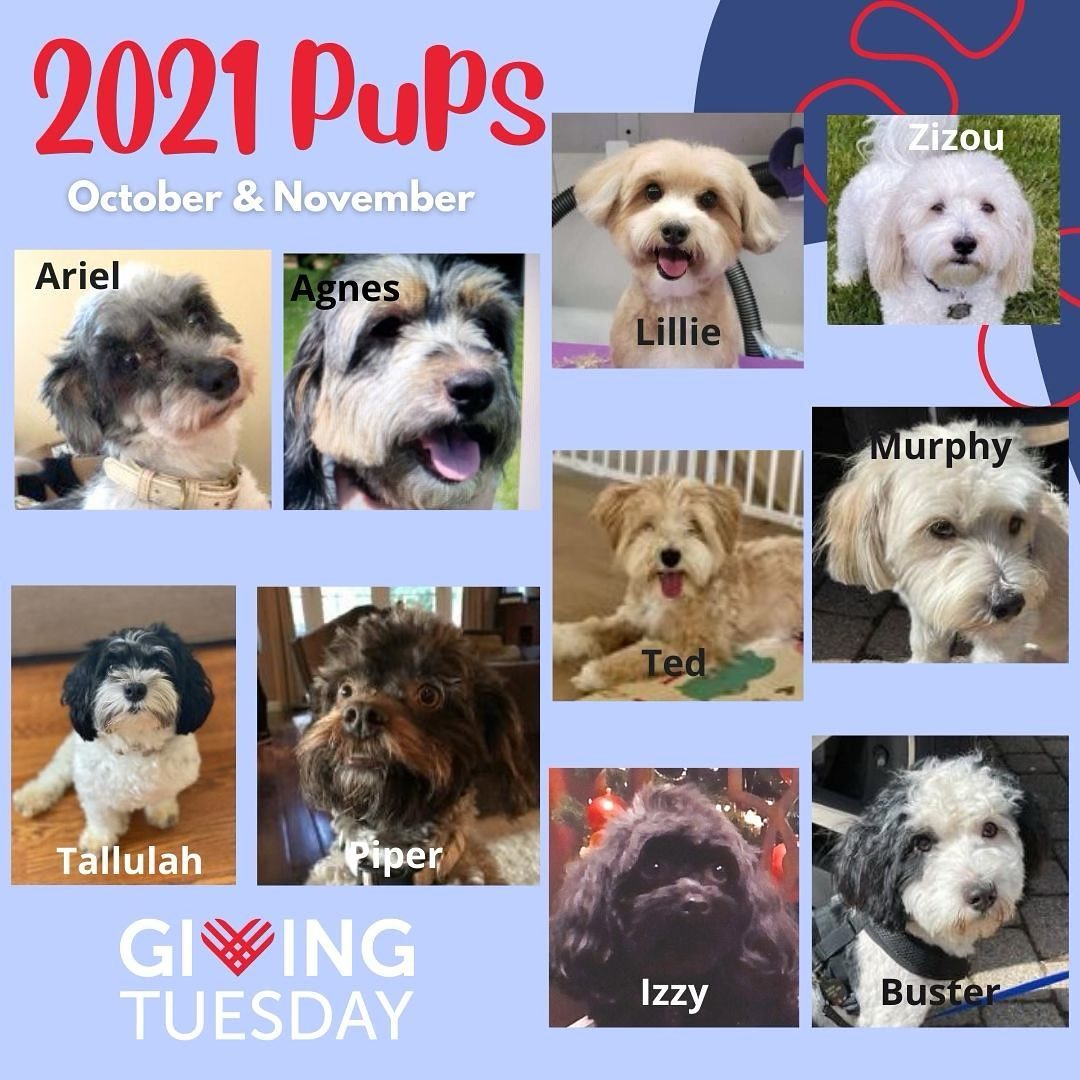 More 2021 pups!

October and November adoptions.

We’re hoping everyone had a great holiday!

Link to donate on our bio page

<a target='_blank' href='https://www.instagram.com/explore/tags/givingtuesday2021/'>#givingtuesday2021</a>
<a target='_blank' href='https://www.instagram.com/explore/tags/hrigivingtuesday/'>#hrigivingtuesday</a>
<a target='_blank' href='https://www.instagram.com/explore/tags/havanese/'>#havanese</a>
<a target='_blank' href='https://www.instagram.com/explore/tags/dogrescue/'>#dogrescue</a>
<a target='_blank' href='https://www.instagram.com/explore/tags/dogfoster/'>#dogfoster</a>