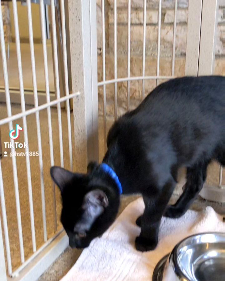 Little Lad and Loverboy are having a blast exploring the birdcage!

<a target='_blank' href='https://www.instagram.com/explore/tags/catsofinstagram/'>#catsofinstagram</a> <a target='_blank' href='https://www.instagram.com/explore/tags/sheltercatsofinstagram/'>#sheltercatsofinstagram</a> <a target='_blank' href='https://www.instagram.com/explore/tags/adopdontshop/'>#adopdontshop</a> <a target='_blank' href='https://www.instagram.com/explore/tags/humanesociety/'>#humanesociety</a> <a target='_blank' href='https://www.instagram.com/explore/tags/rescuedismyfavoritebreed/'>#rescuedismyfavoritebreed</a> <a target='_blank' href='https://www.instagram.com/explore/tags/kittensofinstagram/'>#kittensofinstagram</a>