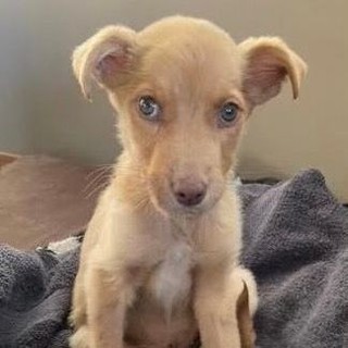 When you donate to Nuzzles, your gift goes toward saving animals like Sweetie!⠀
⠀
Sweetie was abandoned at our Western Agency Pet Resource Center in Kayenta on the Navajo Nation. She was unable to walk and barely able to stand. Our staff there immediately started supportive care to try to save her life. Then, our intake team drove down to Kayenta, picked Sweetie up, and brought her back to our Rescue Ranch in Park City. ⠀
⠀
When Sweetie arrived at the Rescue Ranch, she was diagnosed with a tick-borne disease called ehrlichiosis. The infection had progressed to the point that Sweetie was so weak that she could not move. Sweetie had to be hand-fed and turned over every few hours to prevent sores. ⠀
⠀
Our staff cared for her around the clock until we were able to find an emergency foster home who took her over Thanksgiving weekend.  After 3 days, Sweetie was able to stand on her own and then started walking the next day! She is feeling even better now and is starting to play and explore, and she continues to improve and grow stronger each day!⠀
⠀
<a target='_blank' href='https://www.instagram.com/explore/tags/LoveWins/'>#LoveWins</a> <a target='_blank' href='https://www.instagram.com/explore/tags/RescueDogs/'>#RescueDogs</a> <a target='_blank' href='https://www.instagram.com/explore/tags/NuzzlesAndCo/'>#NuzzlesAndCo</a> <a target='_blank' href='https://www.instagram.com/explore/tags/WhereLoveWins/'>#WhereLoveWins</a>