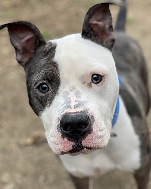 Here’s our collection of adoptable Black Dogs for Black Friday! 🖤

Meet Brogan and Smokey followed by black-and-white Caramel & Bart! 

All gorgeous and looking for a loving home!

Why not fill out an application and come and see who you bond with!