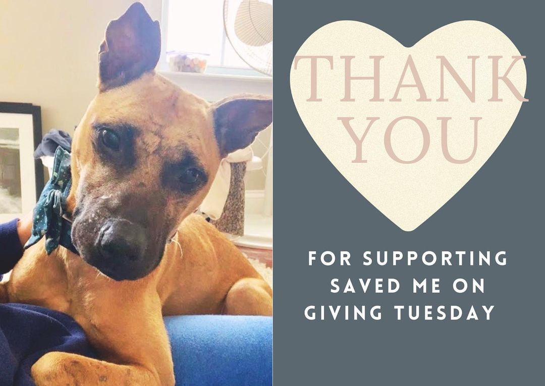 THANK YOU 
To everyone that chose to support us  on Giving Tuesday thank you so much! We are still trying to raise funds for Heartworm Treatment and if you still are looking to donate the link is in the bio!