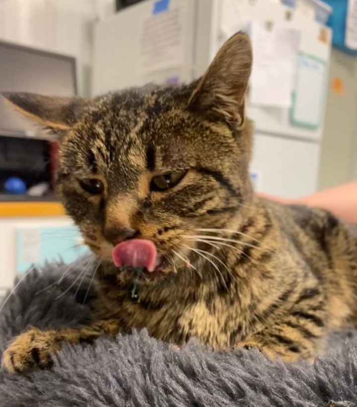 Nothing warms a rescuer's heart more than when an animal actively engages in their care. But Ponderosa might have taken it a step too far...

Tonight our dear girl decided that she no longer needed her feeding tube and would much rather give solids a try. But instead of calmly moving toward the food bowl, Ponderosa ripped her feeding tube out of her face, taking the staples holding it in place along with it. She certainly made her point clear.

Your donor dollar provides cats like Ponderosa with a second chance at life. With your support on <a target='_blank' href='https://www.instagram.com/explore/tags/GivingTuesday/'>#GivingTuesday</a> this coming Tuesday (November 30), SCSCR will be able to continue changing the lives of cats and the humans who love them every day. 

Please visit https://www.facebook.com/donate/4540009736077617/ to give radically and learn more - thank mew for your support!