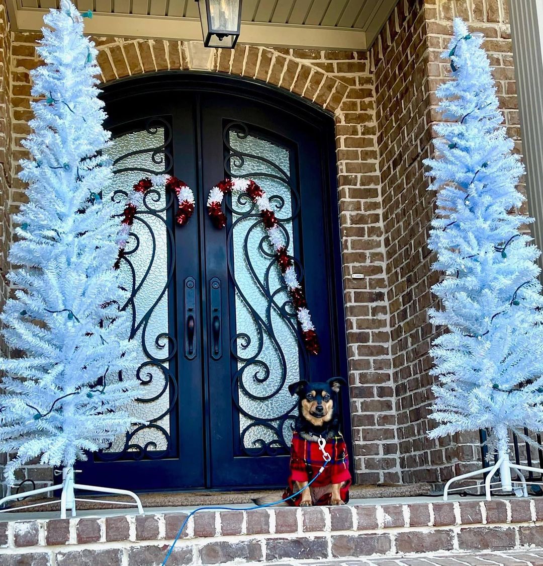 Adoptable Ruby was very helpful with Christmas decorations at her foster home.