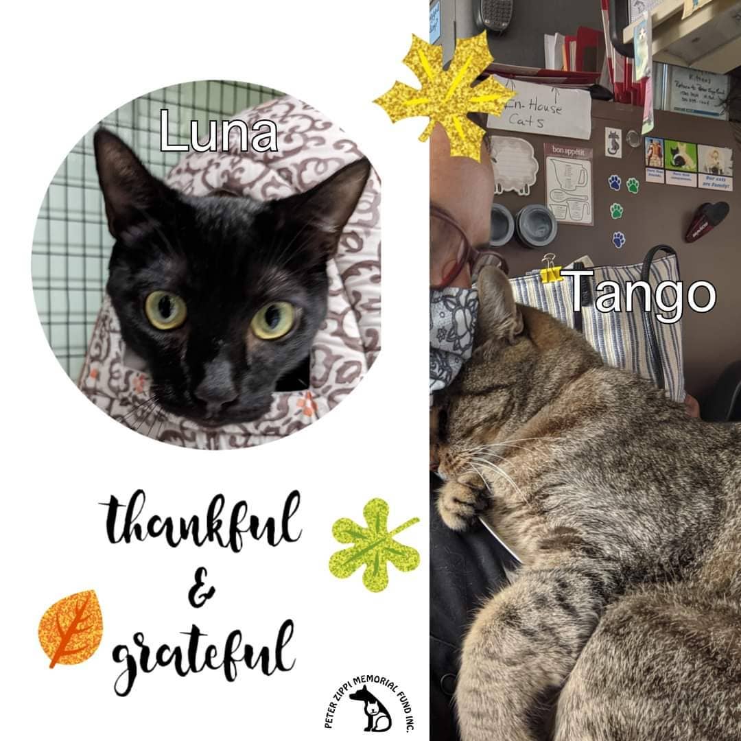 Adopters, donors, fosters, followers, staff, and volunteers. Our work on behalf of homeless cats and kittens and the pets of low-income families would not be possible without the funding, talent, time, and hard work that each brings to the table. Today and every day we are <a target='_blank' href='https://www.instagram.com/explore/tags/thankful/'>#thankful</a> for the ongoing support from our amazingly caring community. From all of us, to all of you, Happy Thanksgiving! 🥧 <a target='_blank' href='https://www.instagram.com/explore/tags/cats/'>#cats</a> <a target='_blank' href='https://www.instagram.com/explore/tags/kittens/'>#kittens</a> <a target='_blank' href='https://www.instagram.com/explore/tags/gratitude/'>#gratitude</a> <a target='_blank' href='https://www.instagram.com/explore/tags/happythanksgivng/'>#happythanksgivng</a> <a target='_blank' href='https://www.instagram.com/explore/tags/thankful/'>#thankful</a> <a target='_blank' href='https://www.instagram.com/explore/tags/peterzippifund/'>#peterzippifund</a> <a target='_blank' href='https://www.instagram.com/explore/tags/zippicats/'>#zippicats</a>