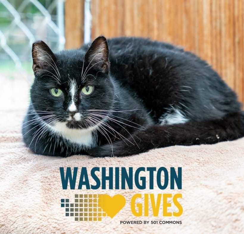 If you'd like to support our adoptions program as well as the sanctuary we run for unadoptable cats, please visit https://www.givebigwa.org/feralcare to make a donation – and know that we are so grateful for our cat-loving community! ❤⁣
⁣
<a target='_blank' href='https://www.instagram.com/explore/tags/PNWcat/'>#PNWcat</a> <a target='_blank' href='https://www.instagram.com/explore/tags/adoptdontshop/'>#adoptdontshop</a> <a target='_blank' href='https://www.instagram.com/explore/tags/catsofinstagram/'>#catsofinstagram</a> <a target='_blank' href='https://www.instagram.com/explore/tags/catsofig/'>#catsofig</a> <a target='_blank' href='https://www.instagram.com/explore/tags/instacat/'>#instacat</a> <a target='_blank' href='https://www.instagram.com/explore/tags/seattlecatsofinstagram/'>#seattlecatsofinstagram</a> <a target='_blank' href='https://www.instagram.com/explore/tags/redmondcatsofinstagram/'>#redmondcatsofinstagram</a> <a target='_blank' href='https://www.instagram.com/explore/tags/gato/'>#gato</a> <a target='_blank' href='https://www.instagram.com/explore/tags/neko/'>#neko</a> <a target='_blank' href='https://www.instagram.com/explore/tags/chat/'>#chat</a> <a target='_blank' href='https://www.instagram.com/explore/tags/kedi/'>#kedi</a> <a target='_blank' href='https://www.instagram.com/explore/tags/cat/'>#cat</a> <a target='_blank' href='https://www.instagram.com/explore/tags/rescuedismyfavoritebreed/'>#rescuedismyfavoritebreed</a> <a target='_blank' href='https://www.instagram.com/explore/tags/instacats/'>#instacats</a> <a target='_blank' href='https://www.instagram.com/explore/tags/meow/'>#meow</a> <a target='_blank' href='https://www.instagram.com/explore/tags/kitty/'>#kitty</a> <a target='_blank' href='https://www.instagram.com/explore/tags/kittycat/'>#kittycat</a> <a target='_blank' href='https://www.instagram.com/explore/tags/instapet/'>#instapet</a> <a target='_blank' href='https://www.instagram.com/explore/tags/instakitty/'>#instakitty</a> <a target='_blank' href='https://www.instagram.com/explore/tags/cutecat/'>#cutecat</a> <a target='_blank' href='https://www.instagram.com/explore/tags/cutecats/'>#cutecats</a> <a target='_blank' href='https://www.instagram.com/explore/tags/cats/'>#cats</a> <a target='_blank' href='https://www.instagram.com/explore/tags/catstagram/'>#catstagram</a>  <a target='_blank' href='https://www.instagram.com/explore/tags/givingtuesday/'>#givingtuesday</a> <a target='_blank' href='https://www.instagram.com/explore/tags/givebigwa/'>#givebigwa</a> <a target='_blank' href='https://www.instagram.com/explore/tags/feralcaresanctuary/'>#feralcaresanctuary</a>