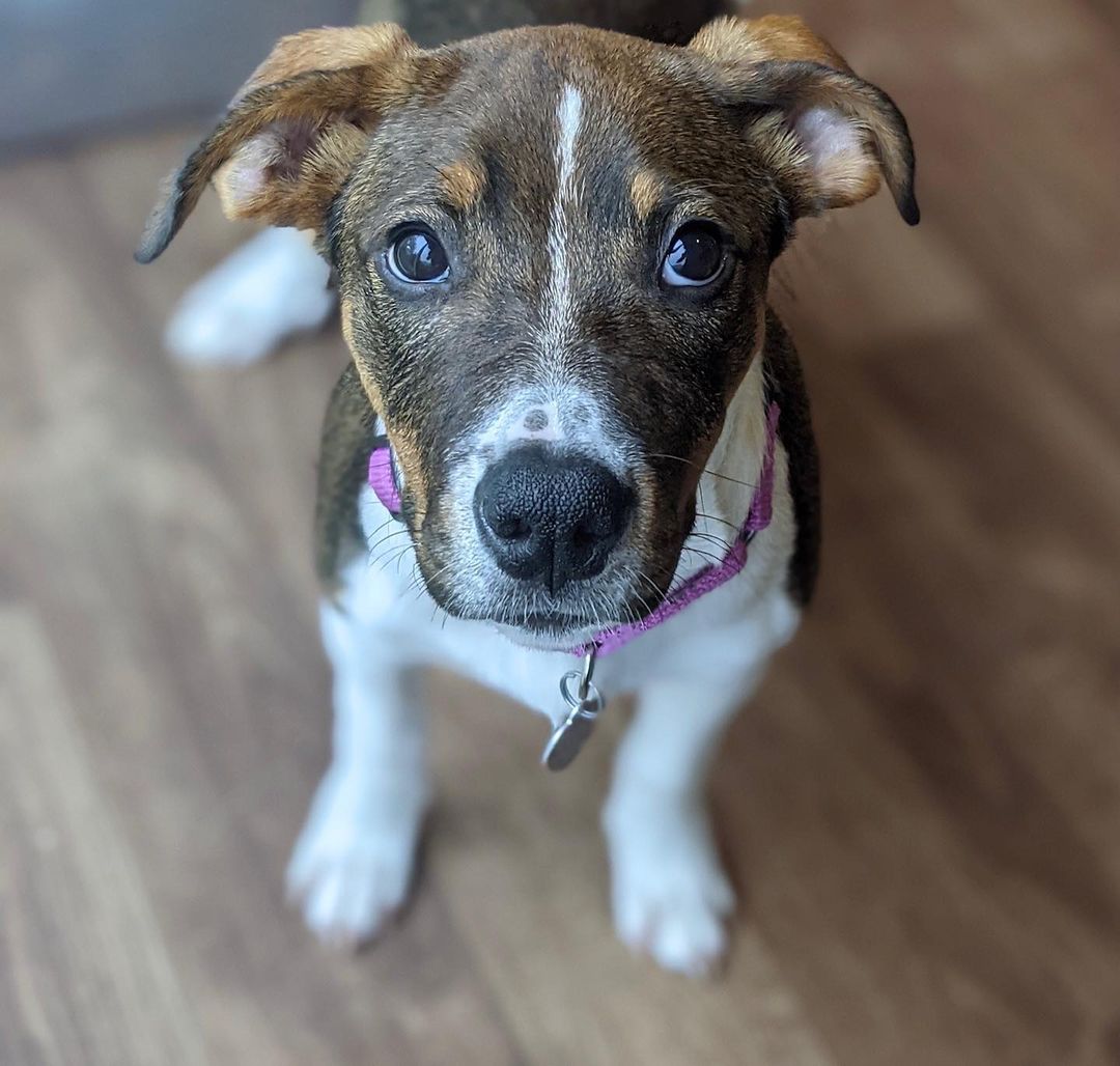 Meet Morticia!
🐾Female
🐾Age: DOB: 7/31/2021
🐾Weight: 22 lbs and growing!
🐾Breed: Beagle/Shepherd/Lab mix
🍂
Hey there, I’m Morticia! I am quite the spitfire who is not only full of personality, but full of so much love to give! I enjoy wrestling with my sister and foster siblings and love cuddling up for a good nap afterwards! My current hobbies include chewing on bones, squeaking the occasional squeaky toy and playing a game of chase around the house. I absolutely love treats and am food motivated which will be super helpful for training.
💛
Speaking of training, since I am so young, I am still learning all the basics such as house training, crate training and leash training. I am catching on quickly though! I would love to find an active family who can keep me entertained with lots of exercise or have my very own fur sibling who will play with me!
🍁 
If you are interested in meeting Morticia, apply to adopt her at www.causeforcanines.org
Must have a flexible schedule to accommodate a puppy’s needs.
Adoption fee: $350
Must be an Ohio resident & 23 or older.
Children must be 5 or older.