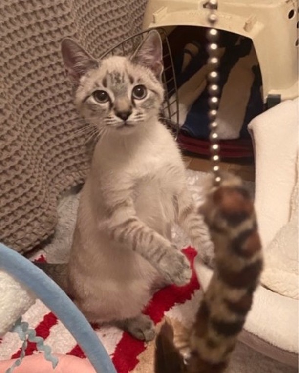 HAPPY TAILS SUNDAY!
The best part of being a Cat Rangers volunteer is seeing our kitties in their new homes.  We love seeing these happily ever after photos with their families. Thank you for sharing their stories and we wish our new families many years of fun and joy with their new babies.