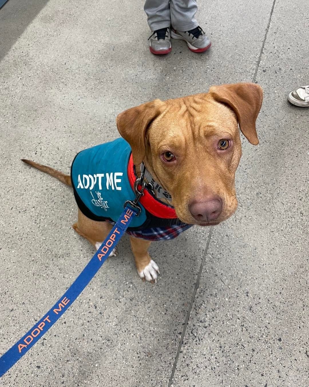 Anya got to go on an outing to Home Depot! She had the best time she got to go in the car, smell many smells, and meet a bunch of new people! This sweet lady is available for adoption & really hoping to find her people soon. 

🐾Please share🐾

<a target='_blank' href='https://www.instagram.com/explore/tags/darbsterdoggy/'>#darbsterdoggy</a> <a target='_blank' href='https://www.instagram.com/explore/tags/darbsterfoundation/'>#darbsterfoundation</a> <a target='_blank' href='https://www.instagram.com/explore/tags/opttoadopt/'>#opttoadopt</a> <a target='_blank' href='https://www.instagram.com/explore/tags/rescuedogsofinstagram/'>#rescuedogsofinstagram</a> <a target='_blank' href='https://www.instagram.com/explore/tags/rescuedismyfavoritebreed/'>#rescuedismyfavoritebreed</a>