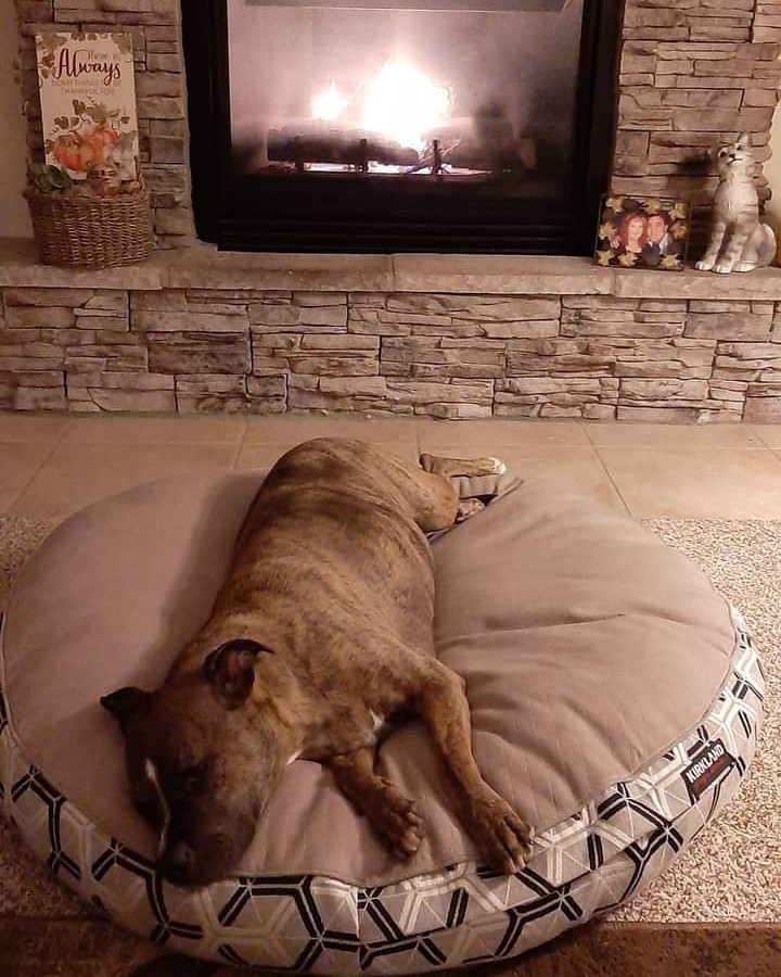 Snug as a bug in a rug! Adoptable Vayda is all tuckered out in her foster from this holiday thing! 🦃

Vayda is available for adoption!

<a target='_blank' href='https://www.instagram.com/explore/tags/adoptabledogs/'>#adoptabledogs</a> <a target='_blank' href='https://www.instagram.com/explore/tags/seniordogrescue/'>#seniordogrescue</a> <a target='_blank' href='https://www.instagram.com/explore/tags/vayda/'>#vayda</a> <a target='_blank' href='https://www.instagram.com/explore/tags/adopther/'>#adopther</a>