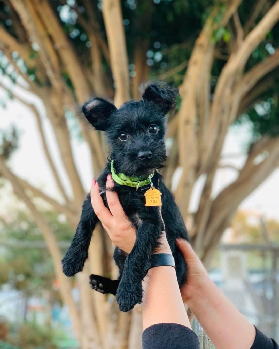 Who’s this new little cutie pie??? Introducing… ELSIE!  She is a 3-month-old Yorki/Chi mix and cute as can be.  She lives her best puppy life playing, biting and being the silliest little thing.  Do you have the time and patience for a handful of a girl Elsie?? 💕

Click on the link in our Bio for more information.