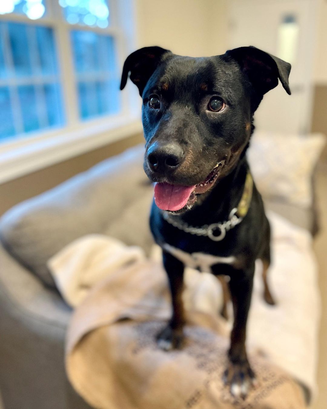 Here’s our collection of adoptable Black Dogs for Black Friday! 🖤

Meet Brogan and Smokey followed by black-and-white Caramel & Bart! 

All gorgeous and looking for a loving home!

Why not fill out an application and come and see who you bond with!