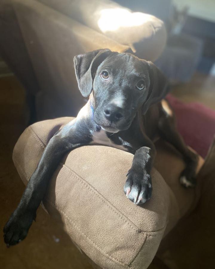 Hi everyone, I’m Ares, a TOTAL sweetheart. My siblings and I were rescued from Home Depot. I’m about 12 weeks old. I’m a sweet and submissive boy. I love playing with my sister Nyx and cuddling. I recently picked up a hobby of playing in my water bowl. I am learning potty training and improving each day! I get along with dogs and cats. Also, if you’re looking for a cuddle buddy i’m your guy! Can’t wait to find my forever home. 

Please note: as with most rescue puppies, we have no way to guarantee this puppy’s breed or size potential. 

PLEASE READ BELOW:

If you are interested in meeting and/or adopting, the first step is to please visit our website to complete an application and read all of our FAQs: https://www.takepawsrescue.org/adopt 

<a target='_blank' href='https://www.instagram.com/explore/tags/adoptdontshop/'>#adoptdontshop</a> <a target='_blank' href='https://www.instagram.com/explore/tags/spayandneuter/'>#spayandneuter</a> <a target='_blank' href='https://www.instagram.com/explore/tags/rescuedogsofinstagram/'>#rescuedogsofinstagram</a> <a target='_blank' href='https://www.instagram.com/explore/tags/rescuedismyfavoritebreed/'>#rescuedismyfavoritebreed</a> <a target='_blank' href='https://www.instagram.com/explore/tags/adoptme/'>#adoptme</a> <a target='_blank' href='https://www.instagram.com/explore/tags/noladogs/'>#noladogs</a> <a target='_blank' href='https://www.instagram.com/explore/tags/nola/'>#nola</a> <a target='_blank' href='https://www.instagram.com/explore/tags/neworleans/'>#neworleans</a> <a target='_blank' href='https://www.instagram.com/explore/tags/louisiana/'>#louisiana</a>  <a target='_blank' href='https://www.instagram.com/explore/tags/adoptablackdog/'>#adoptablackdog</a>