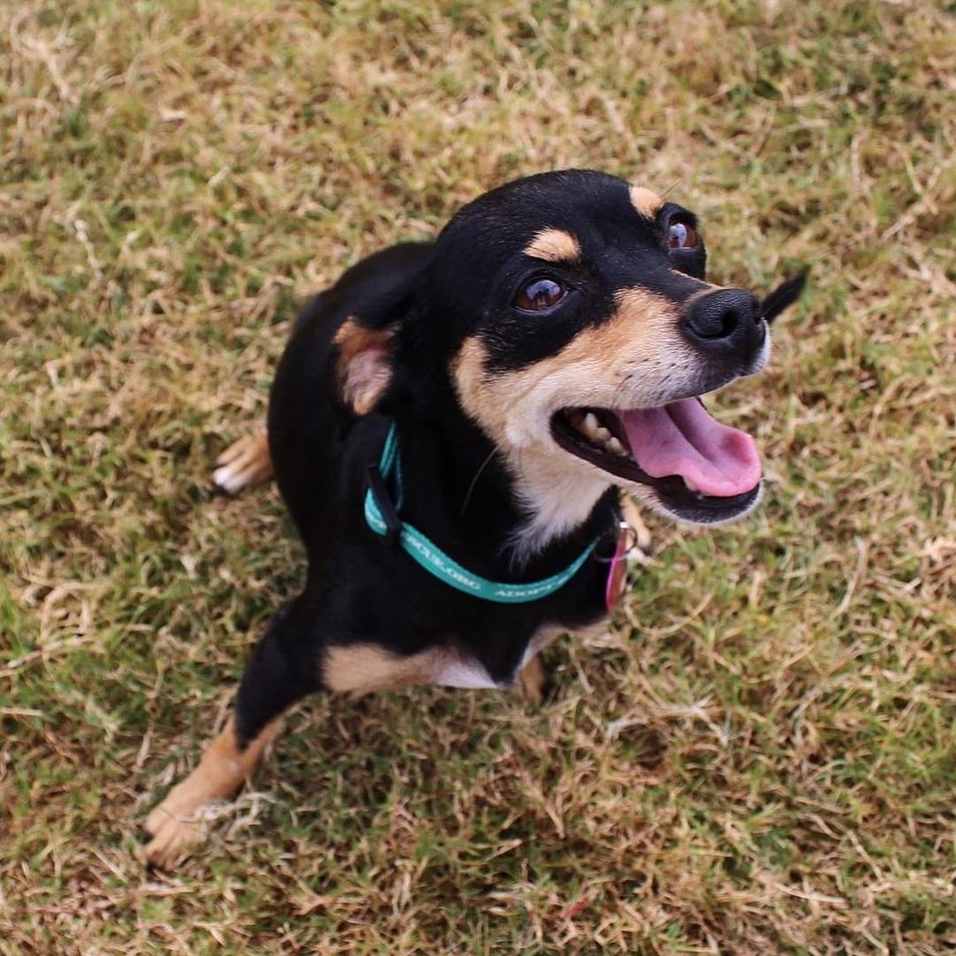 Meet Lenora! 

She is 11 pounds of pure joy! Lenora is a two year old chihuahua and min pin mix who is sweet, playful, and cuddly. She loves playing with her foster siblings and humans. Lenora is perfectly content to curl up in your lap for a nap or be on the go on walks, dog parks, or out and about. She likes to be anywhere that her humans are. She is well behaved and crate and potty trained. If you need a fun loving playmate, Lenora is the girl for you!

Apply to adopt Lenora at savinghoperescue.org/adopt