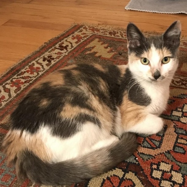 Happy <a target='_blank' href='https://www.instagram.com/explore/tags/Caturday/'>#Caturday</a>!

Today we wanted to give a shout our to one of our kitties that is in foster care! Beverly was shy in the shelter, but she's proving to be a charismatic and curious kitten! According to her foster:

