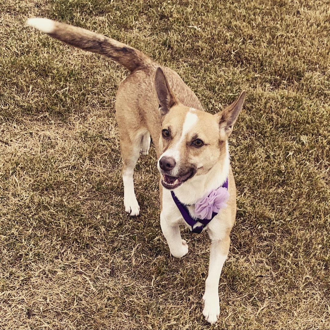 Butterfly got a new collar and harness 💜 You can read about this precious little girl at the link in our bio. Message us if you’re interested in meeting her. <a target='_blank' href='https://www.instagram.com/explore/tags/lubbock/'>#lubbock</a> <a target='_blank' href='https://www.instagram.com/explore/tags/dogsoflubbock/'>#dogsoflubbock</a> <a target='_blank' href='https://www.instagram.com/explore/tags/redraiders/'>#redraiders</a> <a target='_blank' href='https://www.instagram.com/explore/tags/ttu/'>#ttu</a> <a target='_blank' href='https://www.instagram.com/explore/tags/texastech/'>#texastech</a> <a target='_blank' href='https://www.instagram.com/explore/tags/westtexasdogs/'>#westtexasdogs</a>