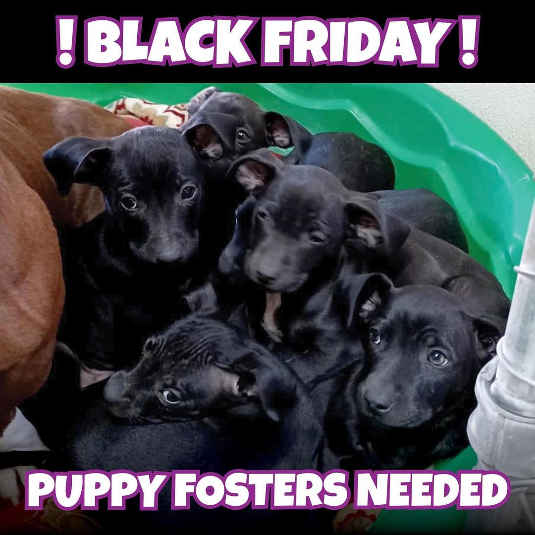 This is our kind of Black Friday! There are seven adorable puppies that need our help. We are looking for three foster heroes to step up so we can break them up in pairs. They are a small breed mystery mix around 8-10 weeks old, so once they are vetted they will be ready for adoption. Saving a life is the best gift you could give this season! 

Contact us asap if you can help:
savealife@icaredogrescue.org
www.icaredogrescue.org/foster