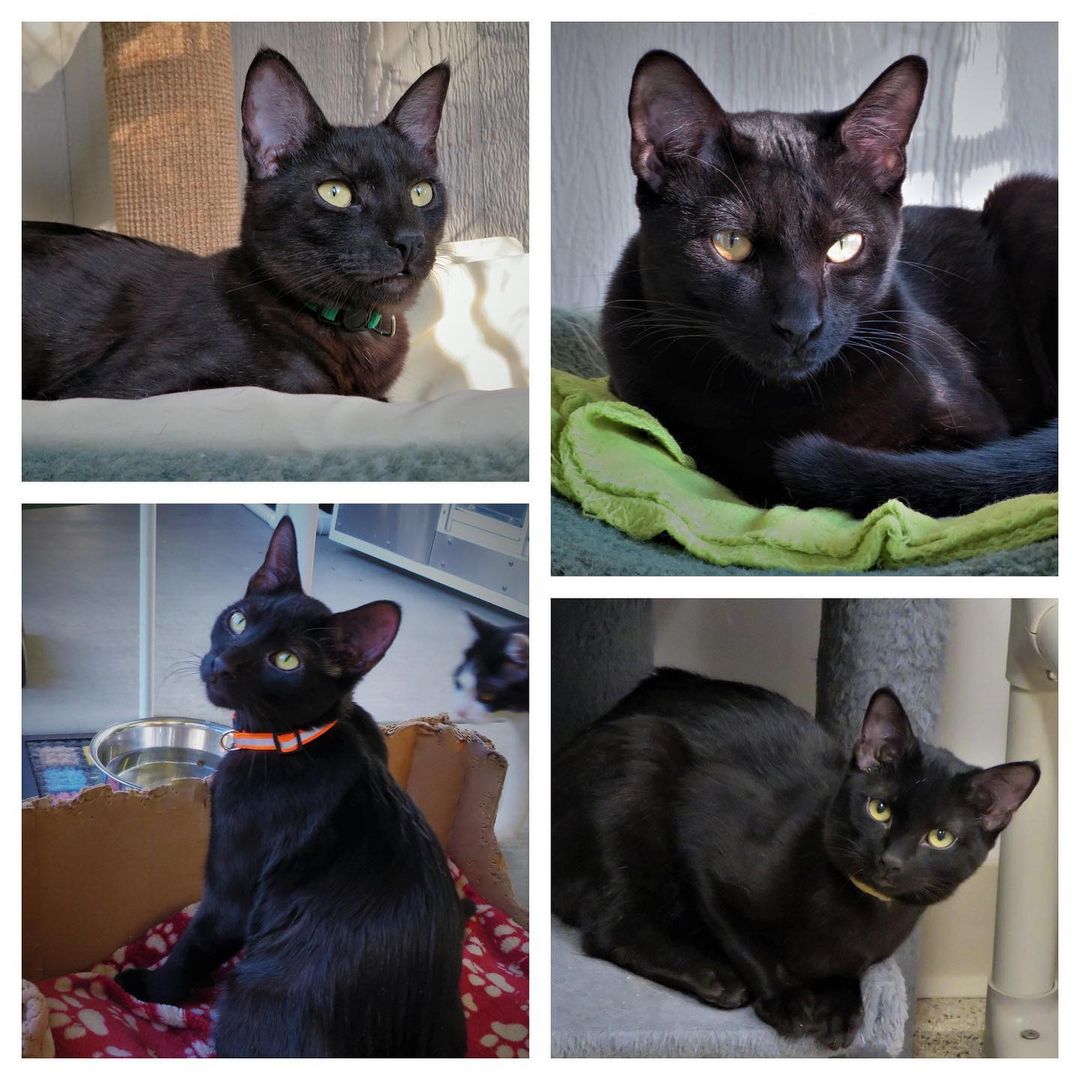 We have a number of handsome all black teens in Drew’s Room (Ethan, Cosmo, Ernie and Hansel, clockwise from upper left), transferred over from the kitten rooms in the last month when they reached around six months old – now getting long legged and sleek. Many of the kitties have become new door greeters, very curious, playful and affectionate. Cosmo had always been extremely shy, but lately he’s working hard to come out of his shell, while the others will approach for pets and attention. ❤️🐾