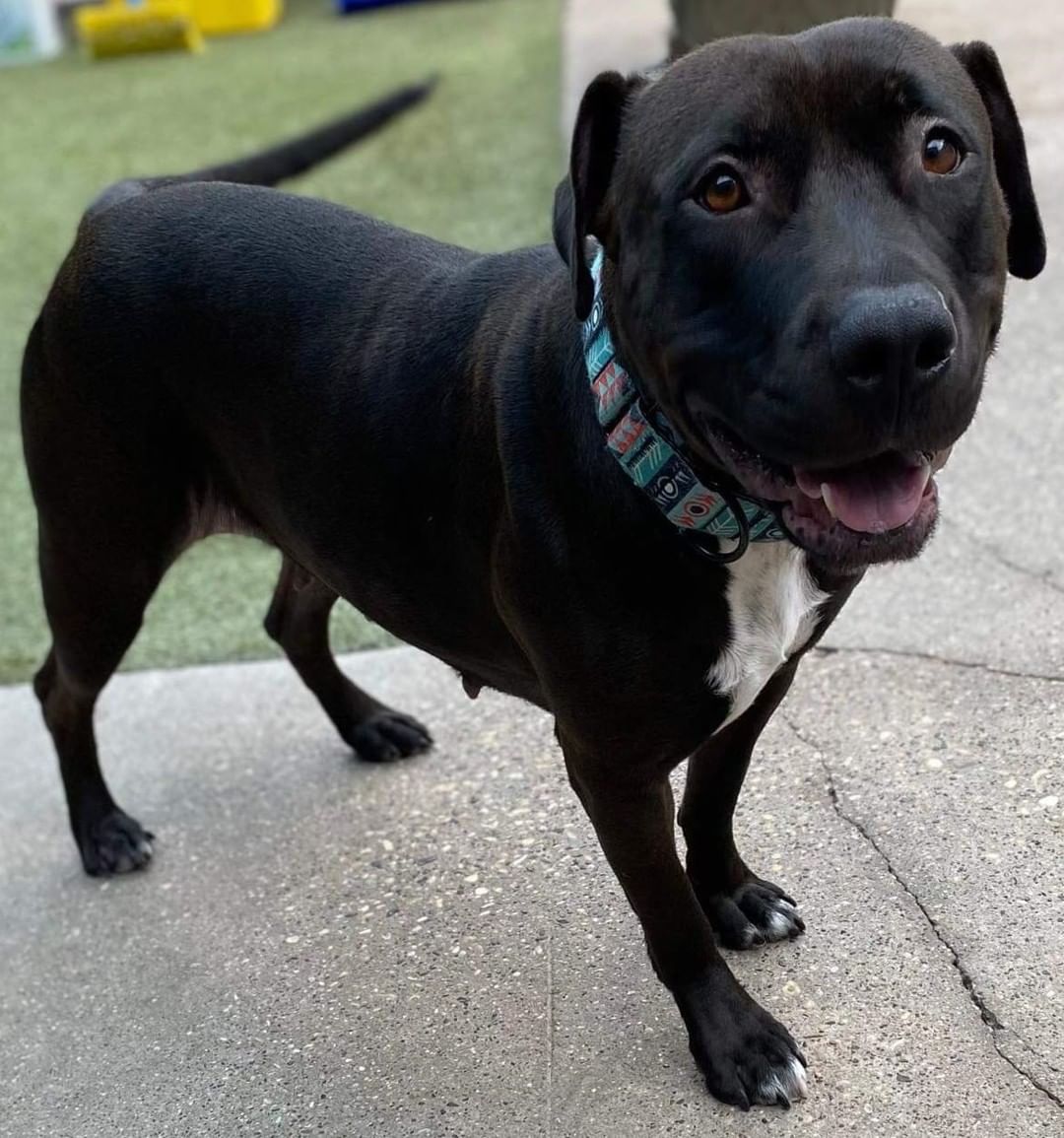 Siri is a 66 lb, 4 year old Lab/Staffordshire Bull Terrier mix. She was saved from a terrible home life literally hours before the heavy ice and snow hit. She was heartworm positive but has completed the injections; she's now fully vetted, and healthy. She loves to play with her big dog brothers/sisters and is house and crate trained. She is good with kids but not cats. Contact jperel4188@aol.com