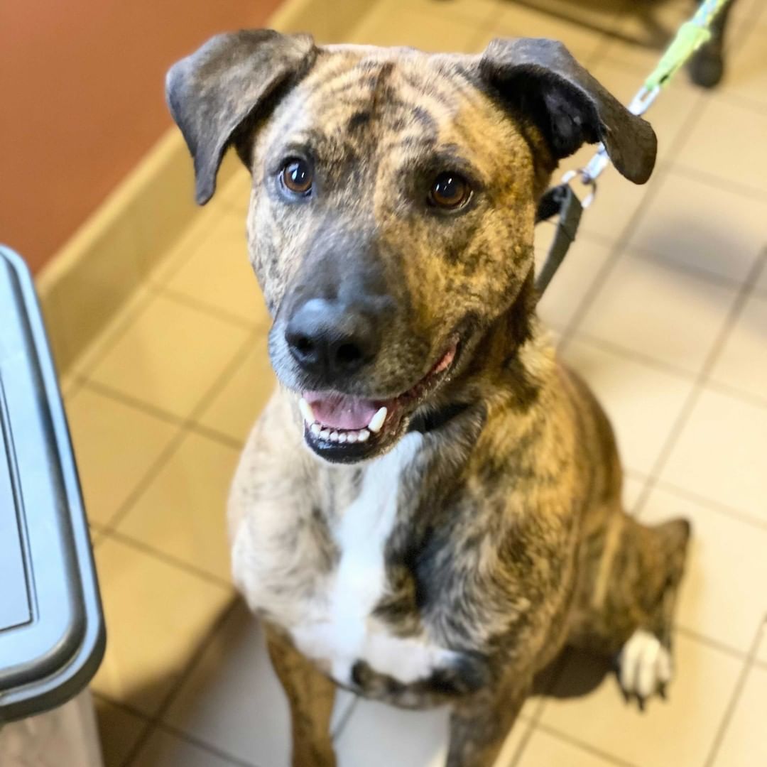 Ruh-Roh Raggy! A good ole' boy named Scooby landed in our care! Our Scooby is a super handsome, 3 and a half year old Boxer-Mix. He loves his Scooby snacks (treats, of course) and is very motivated to please humans. He sits nicely and we think he would be a great candidate to learn more. He doesn’t seem reactive to other dogs, but we always like to do a meet and greet to be sure it’s a good fit (please bring proof of rabies for your current dog). Scooby is looking for his very own Scooby Gang – is that your family? Scooby is neutered, up to date on vaccines, negative for FIV and FeLV, and microchipped. CHS is open 12-6 pm Tuesday through Saturday. Adoptions stop at 5:30 pm. 

<a target='_blank' href='https://www.instagram.com/explore/tags/CHS/'>#CHS</a> <a target='_blank' href='https://www.instagram.com/explore/tags/LoveAtFirstLick/'>#LoveAtFirstLick</a> <a target='_blank' href='https://www.instagram.com/explore/tags/adopt/'>#adopt</a> <a target='_blank' href='https://www.instagram.com/explore/tags/shelterdog/'>#shelterdog</a>