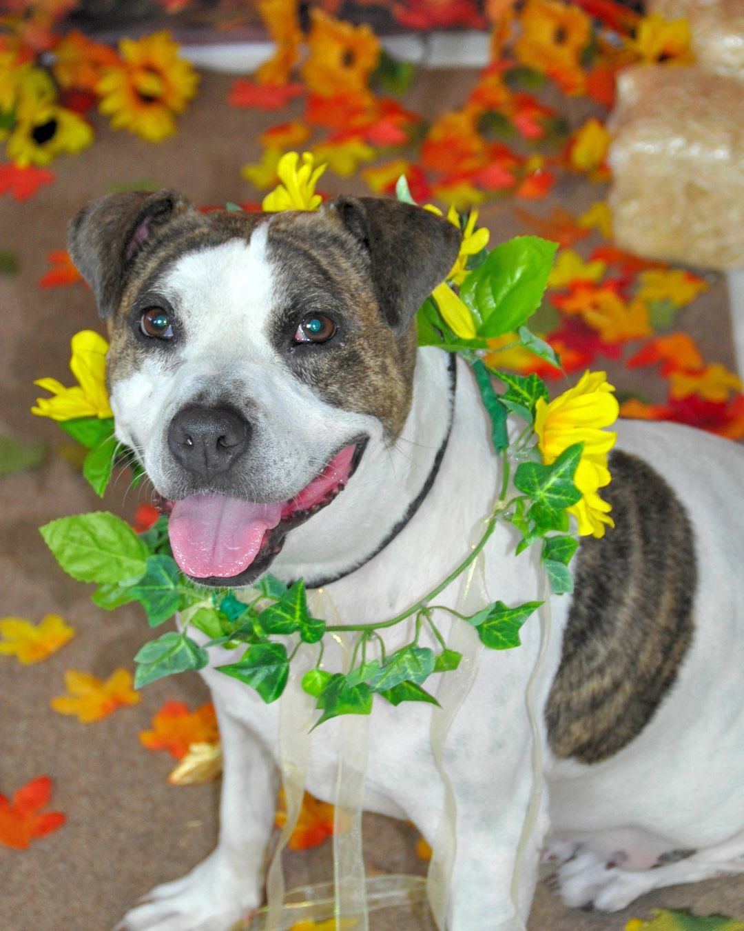 Happy Thanksgiving!🍁🐶🙏
These wagging tails would love to break bread with a family around the table. To adopt a pet, visit abandonedpetrescue.org

Thank you Cheryl D Photography for the beautiful photos of our adoptable dogs. 

<a target='_blank' href='https://www.instagram.com/explore/tags/loveisguaranteed/'>#loveisguaranteed</a> <a target='_blank' href='https://www.instagram.com/explore/tags/adopt/'>#adopt</a> <a target='_blank' href='https://www.instagram.com/explore/tags/homefortheholidays/'>#homefortheholidays</a> <a target='_blank' href='https://www.instagram.com/explore/tags/abandonedpetrescue/'>#abandonedpetrescue</a> <a target='_blank' href='https://www.instagram.com/explore/tags/animalrescue/'>#animalrescue</a>