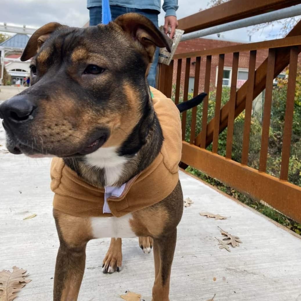 Well hello handsome!! 😍

Brogan is a oneish year old love bug who has moments of being a lottle rambunctious! He weighs around 40 lbs and is listed as a shepherd mix.

He is a very playful, sweet guy who follows you from room to room. He has a medium-high energy level and needs a couple big walks and playtime daily.  He loves to wrestle with his doggy foster siblings and will bark at them to get them to play more. He also loves fetch and going for walks. Once you get all his energy out, he's a big cuddler and loves to snuggle right next to you!

If he doesn’t get enough exercise, his rambunctious side comes out and he can get into things he shouldn’t! He responds very well when his foster parents tell him “no” and he’s learning all about manners. 

He does a great job going to the bathroom outside and he's also a rockstar in a crate. He goes in no problem and sleeps quietly in it when we are gone and at night.  This sweet boy is hoping to find his family soon!

<a target='_blank' href='https://www.instagram.com/explore/tags/adoptdontshop/'>#adoptdontshop</a> <a target='_blank' href='https://www.instagram.com/explore/tags/rescuedogsofinstagram/'>#rescuedogsofinstagram</a>
<a target='_blank' href='https://www.instagram.com/explore/tags/sweetpup/'>#sweetpup</a>
<a target='_blank' href='https://www.instagram.com/explore/tags/mke/'>#mke</a>
<a target='_blank' href='https://www.instagram.com/explore/tags/mkepup/'>#mkepup</a>
<a target='_blank' href='https://www.instagram.com/explore/tags/wisconsinrescue/'>#wisconsinrescue</a>
<a target='_blank' href='https://www.instagram.com/explore/tags/lovedogs/'>#lovedogs</a>
<a target='_blank' href='https://www.instagram.com/explore/tags/dogsofinstagram/'>#dogsofinstagram</a>
<a target='_blank' href='https://www.instagram.com/explore/tags/dogrescue/'>#dogrescue</a>
<a target='_blank' href='https://www.instagram.com/explore/tags/doglovers/'>#doglovers</a>
<a target='_blank' href='https://www.instagram.com/explore/tags/handsome/'>#handsome</a>
<a target='_blank' href='https://www.instagram.com/explore/tags/adopt/'>#adopt</a>
<a target='_blank' href='https://www.instagram.com/explore/tags/family/'>#family</a>
<a target='_blank' href='https://www.instagram.com/explore/tags/wisconsin/'>#wisconsin</a>
<a target='_blank' href='https://www.instagram.com/explore/tags/foster/'>#foster</a>
<a target='_blank' href='https://www.instagram.com/explore/tags/rescue/'>#rescue</a>
<a target='_blank' href='https://www.instagram.com/explore/tags/love/'>#love</a>