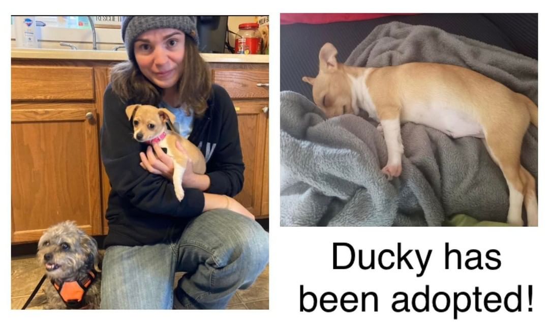 Ducky has been adopted! She has been in her new home for 1 week. Her new name is Mattie. She is very affectionate with everyone in the house. As an added bonus, she gets to see her brother Ziggy from time to time. 

Go to k9stray.com to view other a doptable dogs. Submit an application if interested in one of our dogs. 

<a target='_blank' href='https://www.instagram.com/explore/tags/adoptdontshop/'>#adoptdontshop</a>
<a target='_blank' href='https://www.instagram.com/explore/tags/rescuelife/'>#rescuelife</a>
<a target='_blank' href='https://www.instagram.com/explore/tags/adoptabledogs/'>#adoptabledogs</a>
<a target='_blank' href='https://www.instagram.com/explore/tags/dogs/'>#dogs</a>
<a target='_blank' href='https://www.instagram.com/explore/tags/k9strayrescueleague/'>#k9strayrescueleague</a>