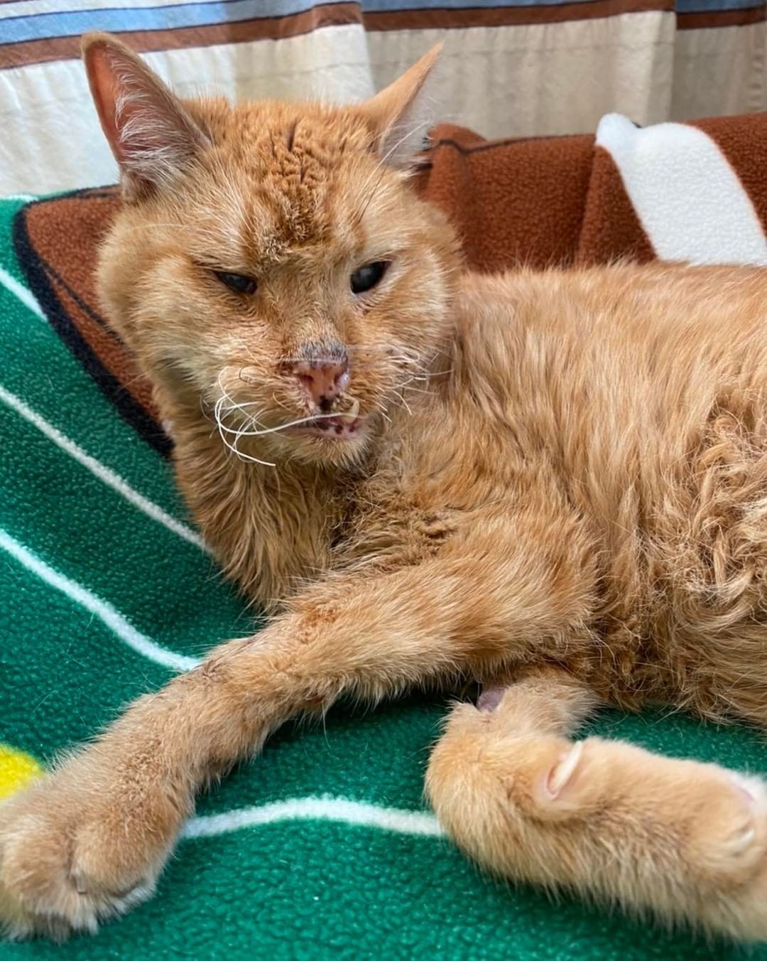 Happy CATurday, everyone! This is Patsy’s Herman &  Bear’s mom, w/ an update on our favorite CH ginger boys. Herman had a dental yesterday, & had to have multiple extractions. Here he is, recovering in a bit of a fog thanks to the pain meds he is on. He did very well; he is eating & resting, & his famous toof is healthy & strong! 

It was a busy day, because Bear met his new neurologist yesterday as well! She said that Bear is clearly well-loved (🥰), & despite his challenges is living his best life. She believes that Bear has more going on in addition to his Cerebellar Hypoplasia. Based on his neuro-motor assessment, this new vet believes that Bear likely experienced oxygen deprivation to his brain while in the womb. She said that he has “deficits”  unrelated to CH. However, he is otherwise healthy, & since his condition is non-progressive, she said to just keep on doing what we are doing!

Herman and Bear are certainly unique cats, & I love being their Lifetime Care mom. Thank you to all of you for supporting Milo’s, because it allows us to make sure that our Orange Duo get the very best care. and thank you for loving these two as much as we do! 
 <a target='_blank' href='https://www.instagram.com/explore/tags/cerebellarhypoplasia/'>#cerebellarhypoplasia</a> <a target='_blank' href='https://www.instagram.com/explore/tags/cerebellarhypoplasiacat/'>#cerebellarhypoplasiacat</a> <a target='_blank' href='https://www.instagram.com/explore/tags/truehearthaven/'>#truehearthaven</a> <a target='_blank' href='https://www.instagram.com/explore/tags/sirthomastrueheart/'>#sirthomastrueheart</a> <a target='_blank' href='https://www.instagram.com/explore/tags/milossanctuary/'>#milossanctuary</a> <a target='_blank' href='https://www.instagram.com/explore/tags/hermanandbear/'>#hermanandbear</a> <a target='_blank' href='https://www.instagram.com/explore/tags/specialneedscats/'>#specialneedscats</a>