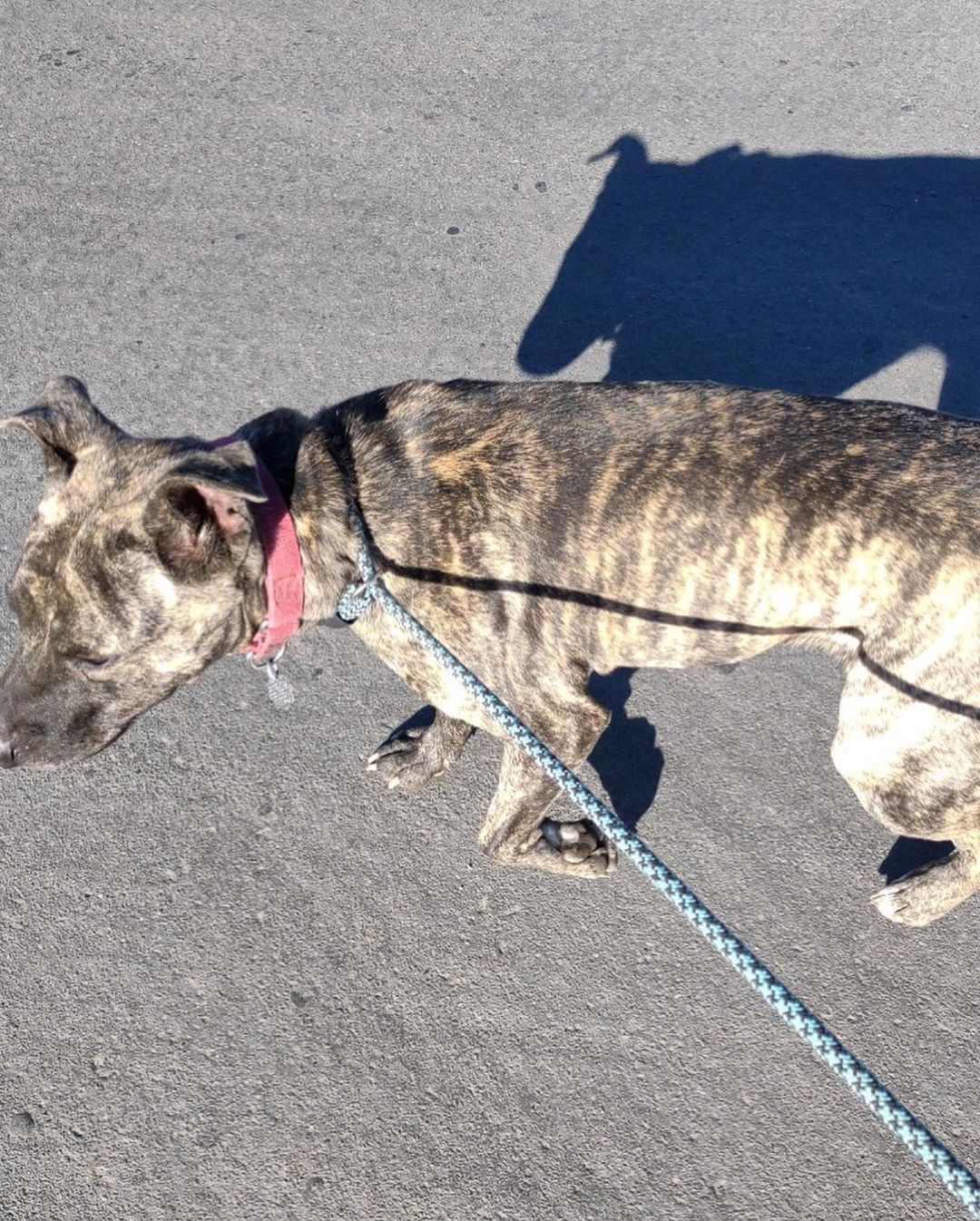 Pupdates: 1. Rebecca from EV is now with her foster. She entered the shelter w a cut on her foot. X-rays showed only a broken toe.  She was spayed and her foot treated. She is doing great. 2 &3. Peep and Fremont are now in SC. They are doing great. Both will get the training they need. Fremont has a potential adopter waiting for him. 4. Simba has done great since being pulled. His first foster worked w him a lot on basic training and leash skills.  He is off to his forever home today. His new human is a lab lover, very familiar with the breed, and very dog savvy. We are very thankful To everyone who has helped Simba since he was pulled from East Valley. 5 &6. Twain and Aria Both came from Orange County death row. They are currently in training and doing well.  6. Dozier is our oldest senior. At 11 you would never guess his age. He is spunky, very sweet and now that his skin issues are under control he is ready for his forever home.@adopt_dozier He Has the usual arthritis that most seniors do, but it does not stop him a bit he is very active. He would be a great companion dog for anybody looking for an affectionate senior