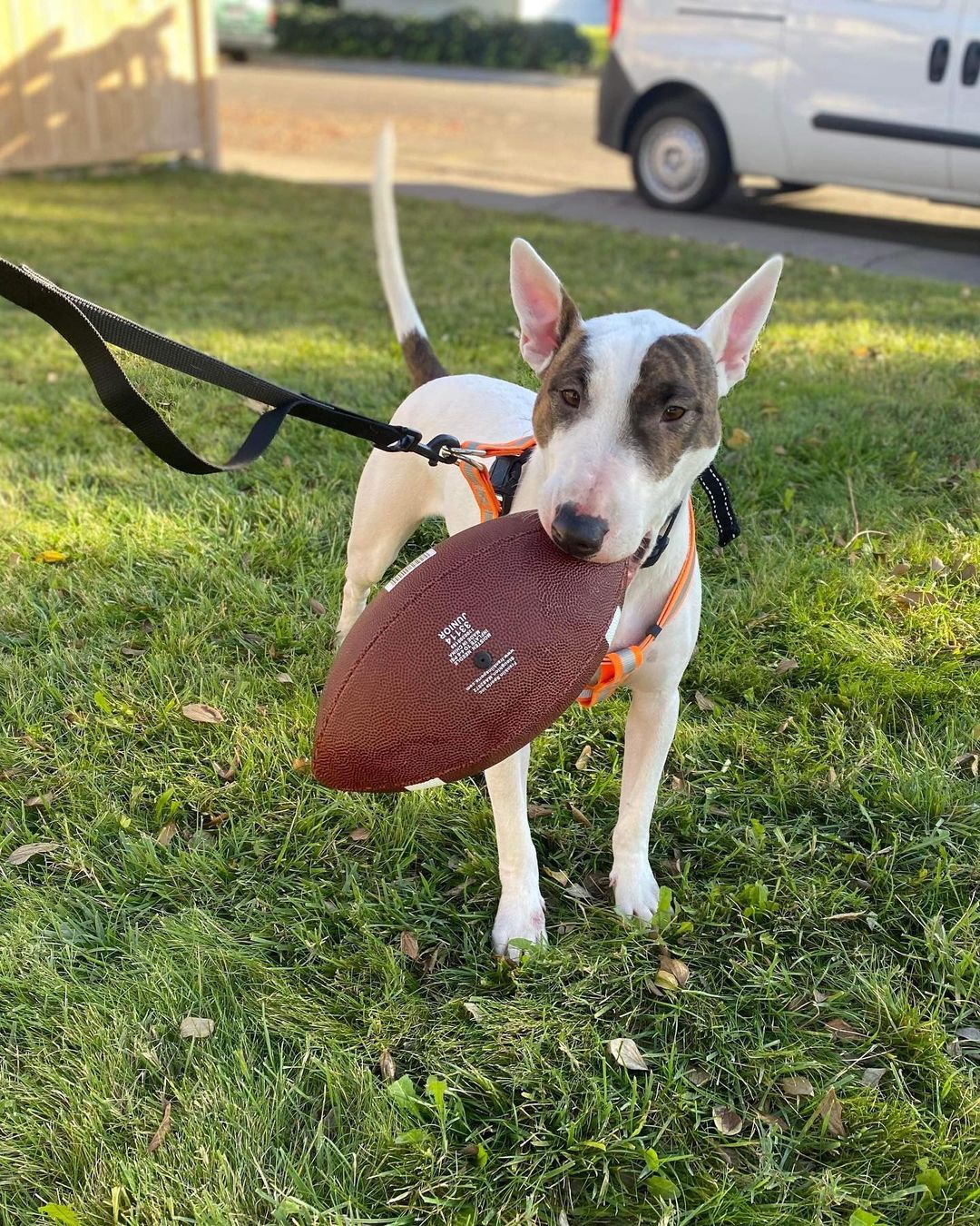 Courtesy post!!!
Everyone meet Chloe!  Chloe is an approximately 1 years old bull terrier.  She is spayed, chipped but will need update on vaccinations.

Chloe loves playing fetch, going on walks and car rides.  Chloe does well around kids and the family cat.
If you’re interested in Chloe please contact us at findingabestfriend@gmail.com  So tell your friends about Chloe And please share, like and Paws it On! ❤️🐶😉<a target='_blank' href='https://www.instagram.com/explore/tags/PawsItOn/'>#PawsItOn</a> 

Meet <a target='_blank' href='https://www.instagram.com/explore/tags/adoptable/'>#adoptable</a> dogs and puppies looking for their <a target='_blank' href='https://www.instagram.com/explore/tags/fureverhomes/'>#fureverhomes</a> with @findingabestfriend ❤️🐶😊
.
.
.
.
<a target='_blank' href='https://www.instagram.com/explore/tags/rescuedogs/'>#rescuedogs</a> <a target='_blank' href='https://www.instagram.com/explore/tags/dogadoption/'>#dogadoption</a> <a target='_blank' href='https://www.instagram.com/explore/tags/sanramon/'>#sanramon</a>  <a target='_blank' href='https://www.instagram.com/explore/tags/petadoption/'>#petadoption</a> <a target='_blank' href='https://www.instagram.com/explore/tags/bayarea/'>#bayarea</a> <a target='_blank' href='https://www.instagram.com/explore/tags/stockton/'>#stockton</a> <a target='_blank' href='https://www.instagram.com/explore/tags/sanramon/'>#sanramon</a> <a target='_blank' href='https://www.instagram.com/explore/tags/dontbullymybreed/'>#dontbullymybreed</a> <a target='_blank' href='https://www.instagram.com/explore/tags/adoptdontshop/'>#adoptdontshop</a> <a target='_blank' href='https://www.instagram.com/explore/tags/adoptme/'>#adoptme</a> <a target='_blank' href='https://www.instagram.com/explore/tags/dogrescue/'>#dogrescue</a> <a target='_blank' href='https://www.instagram.com/explore/tags/rescuedogsofinstagram/'>#rescuedogsofinstagram</a> <a target='_blank' href='https://www.instagram.com/explore/tags/rescuedismyfavoritebreed/'>#rescuedismyfavoritebreed</a> <a target='_blank' href='https://www.instagram.com/explore/tags/sanfrancisco/'>#sanfrancisco</a> <a target='_blank' href='https://www.instagram.com/explore/tags/bayarea/'>#bayarea</a> <a target='_blank' href='https://www.instagram.com/explore/tags/shepardmix/'>#shepardmix</a> <a target='_blank' href='https://www.instagram.com/explore/tags/adoptdontshop/'>#adoptdontshop</a> <a target='_blank' href='https://www.instagram.com/explore/tags/adoptabledog/'>#adoptabledog</a> <a target='_blank' href='https://www.instagram.com/explore/tags/fureverhome/'>#fureverhome</a>