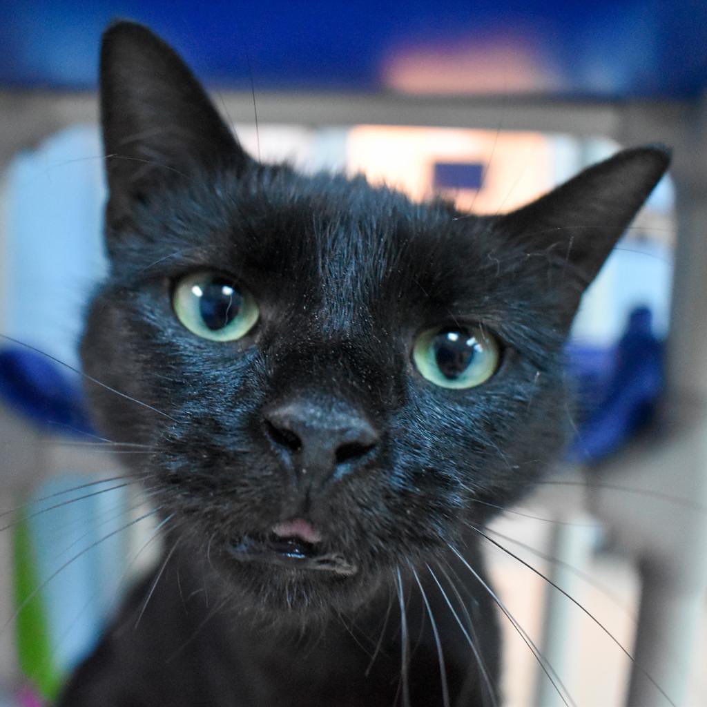 Hello! Are you awake yet, or still sleeping off the turkey? It's Foxy here to remind you that VHS and River Kitty Cat Cafe are OPEN today and offering adoption fee discounts for black pets - it's Black Friday!

VHS: 12:00-6:00 pm, play plinko to determine your discount when you adopt a black or mostly black pet of any species!

@riverkittycatcafe : 10:00 am-9:00 pm, adopt a black or mostly black cat and draw your discount amount from a bucket. 

PLUS at River Kitty Cat Cafe, take 20% off all apparel! Your one stop shop for the cat lover on your list - hoodies, tees, hats, and adorable socks all 20% off, Friday only! 100% of proceeds support VHS!

See all available pets at vhslifesavwr.org