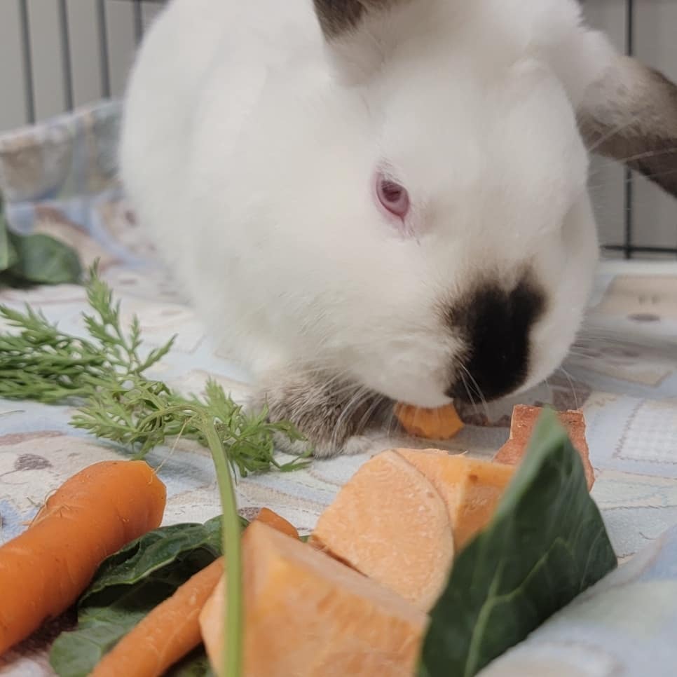 Did you know the Norfolk SPCA is also a temporary home for small mammals searching for their perfect match? 🐰

We currently have a variety of adoptable rabbits to choose from! Rabbits are extremely intelligent, social animals who show affection just like the dogs and cats you may already share your homes with. 

Swipe ⬅️ for photos of some of our current adoptables enjoying some fresh vegetables! 🥕🥬🍠