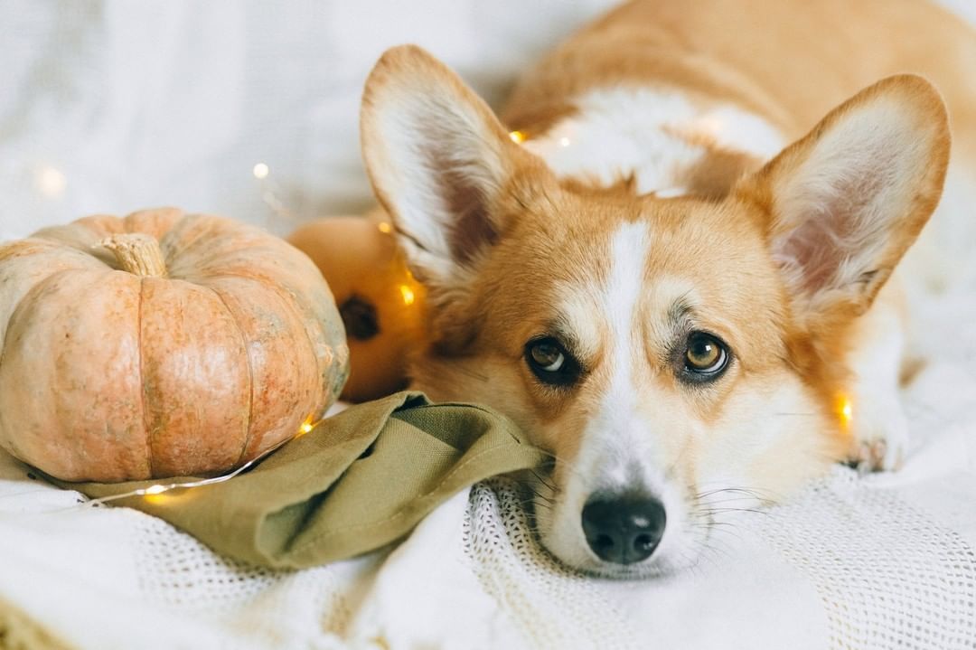 Happy Thanksgiving from all of us at Great River Rescue!

Photo by Nataliya Vaitkevich from Pexels