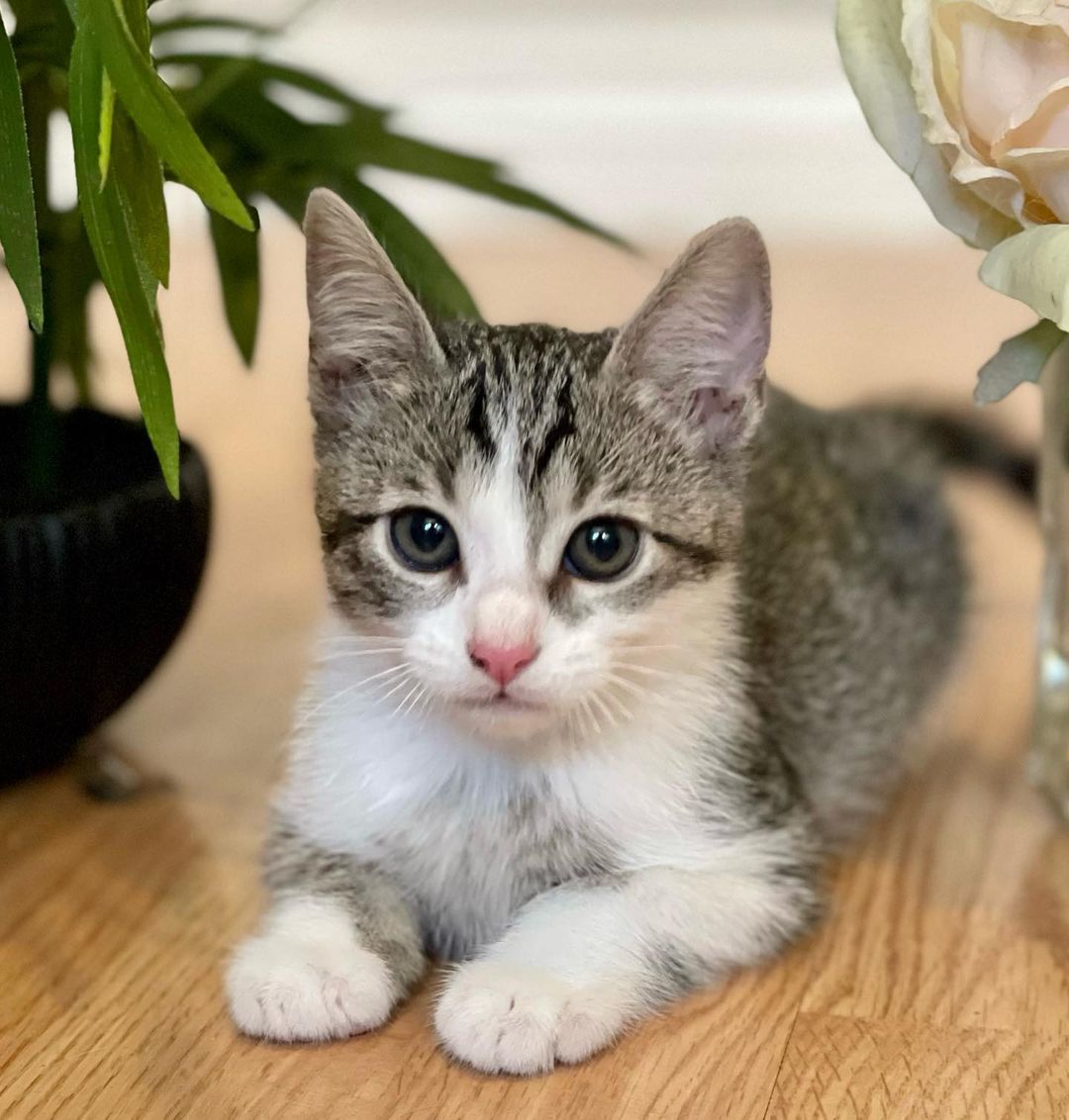 The beautiful Persephone! 

It takes a village! 
Persephone and her siblings were rescued when a kind person found them in a box under his truck. Another kind person got involved and was able to reach our rescue and secured a foster- where they have been growing and loving on their foster humans. 

Persephone is the sweetest girl. She is such a little lady, and the purest of cuddlers. She is undoubtedly going to grow up to be the loyalist of pets. She is also very curious, brave and playful. She enjoys all the kitten toys the Foster has to offer, but she loves her cuddles best. 

Persephone is hoping to be adopted with one of her siblings (please see Hades, Calypso and Hestia) and/or MUST be adopted into a home with a kitten friendly pet. 

Persephone is up to date on shots, negative for FIV/FELV, microchipped and will be spayed at the appropriate age. Her DOB is 9/8/21
.
.
.
.
.
.
.
.
,
,
<a target='_blank' href='https://www.instagram.com/explore/tags/kittensforadoption/'>#kittensforadoption</a><a target='_blank' href='https://www.instagram.com/explore/tags/fostercat/'>#fostercat</a><a target='_blank' href='https://www.instagram.com/explore/tags/fosteringsaveslives/'>#fosteringsaveslives</a><a target='_blank' href='https://www.instagram.com/explore/tags/catadoptions/'>#catadoptions</a><a target='_blank' href='https://www.instagram.com/explore/tags/kittykat/'>#kittykat</a><a target='_blank' href='https://www.instagram.com/explore/tags/catlife/'>#catlife</a><a target='_blank' href='https://www.instagram.com/explore/tags/spayandneuteryourpets/'>#spayandneuteryourpets</a><a target='_blank' href='https://www.instagram.com/explore/tags/kittiesofinstagram/'>#kittiesofinstagram</a><a target='_blank' href='https://www.instagram.com/explore/tags/cutekitties/'>#cutekitties</a><a target='_blank' href='https://www.instagram.com/explore/tags/catlovers/'>#catlovers</a><a target='_blank' href='https://www.instagram.com/explore/tags/catpics/'>#catpics</a><a target='_blank' href='https://www.instagram.com/explore/tags/kittenspics/'>#kittenspics</a><a target='_blank' href='https://www.instagram.com/explore/tags/huffpostgram/'>#huffpostgram</a><a target='_blank' href='https://www.instagram.com/explore/tags/kittengram/'>#kittengram</a>