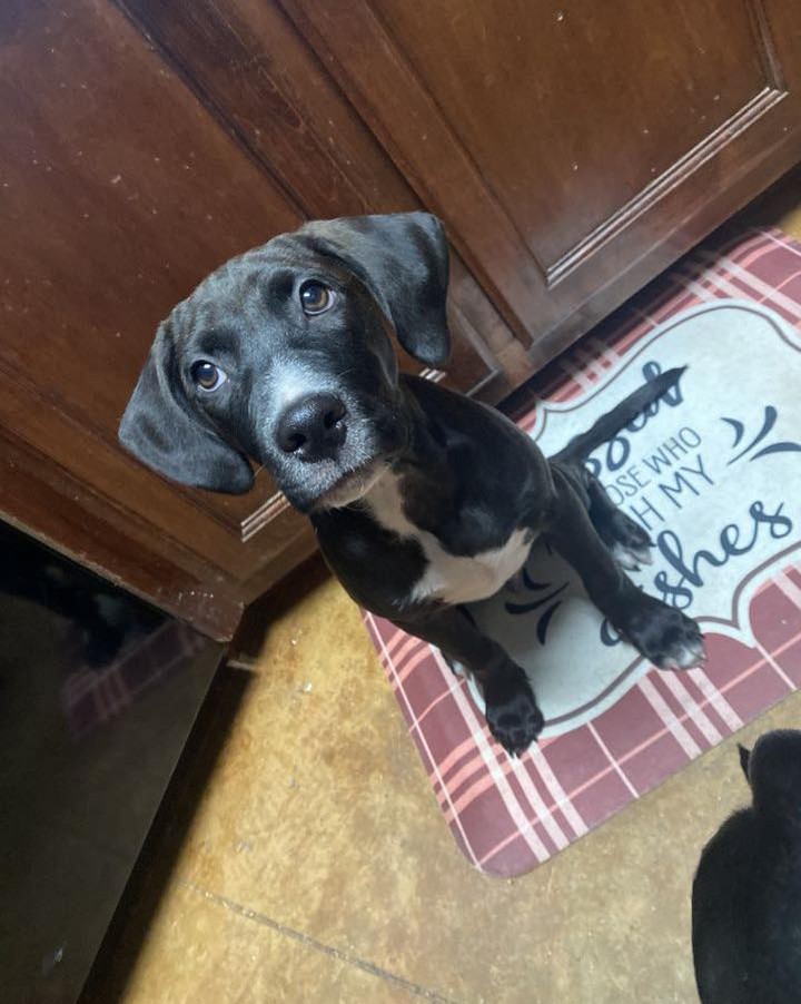 Hi everyone, I’m Ares, a TOTAL sweetheart. My siblings and I were rescued from Home Depot. I’m about 12 weeks old. I’m a sweet and submissive boy. I love playing with my sister Nyx and cuddling. I recently picked up a hobby of playing in my water bowl. I am learning potty training and improving each day! I get along with dogs and cats. Also, if you’re looking for a cuddle buddy i’m your guy! Can’t wait to find my forever home. 

Please note: as with most rescue puppies, we have no way to guarantee this puppy’s breed or size potential. 

PLEASE READ BELOW:

If you are interested in meeting and/or adopting, the first step is to please visit our website to complete an application and read all of our FAQs: https://www.takepawsrescue.org/adopt 

<a target='_blank' href='https://www.instagram.com/explore/tags/adoptdontshop/'>#adoptdontshop</a> <a target='_blank' href='https://www.instagram.com/explore/tags/spayandneuter/'>#spayandneuter</a> <a target='_blank' href='https://www.instagram.com/explore/tags/rescuedogsofinstagram/'>#rescuedogsofinstagram</a> <a target='_blank' href='https://www.instagram.com/explore/tags/rescuedismyfavoritebreed/'>#rescuedismyfavoritebreed</a> <a target='_blank' href='https://www.instagram.com/explore/tags/adoptme/'>#adoptme</a> <a target='_blank' href='https://www.instagram.com/explore/tags/noladogs/'>#noladogs</a> <a target='_blank' href='https://www.instagram.com/explore/tags/nola/'>#nola</a> <a target='_blank' href='https://www.instagram.com/explore/tags/neworleans/'>#neworleans</a> <a target='_blank' href='https://www.instagram.com/explore/tags/louisiana/'>#louisiana</a>  <a target='_blank' href='https://www.instagram.com/explore/tags/adoptablackdog/'>#adoptablackdog</a>