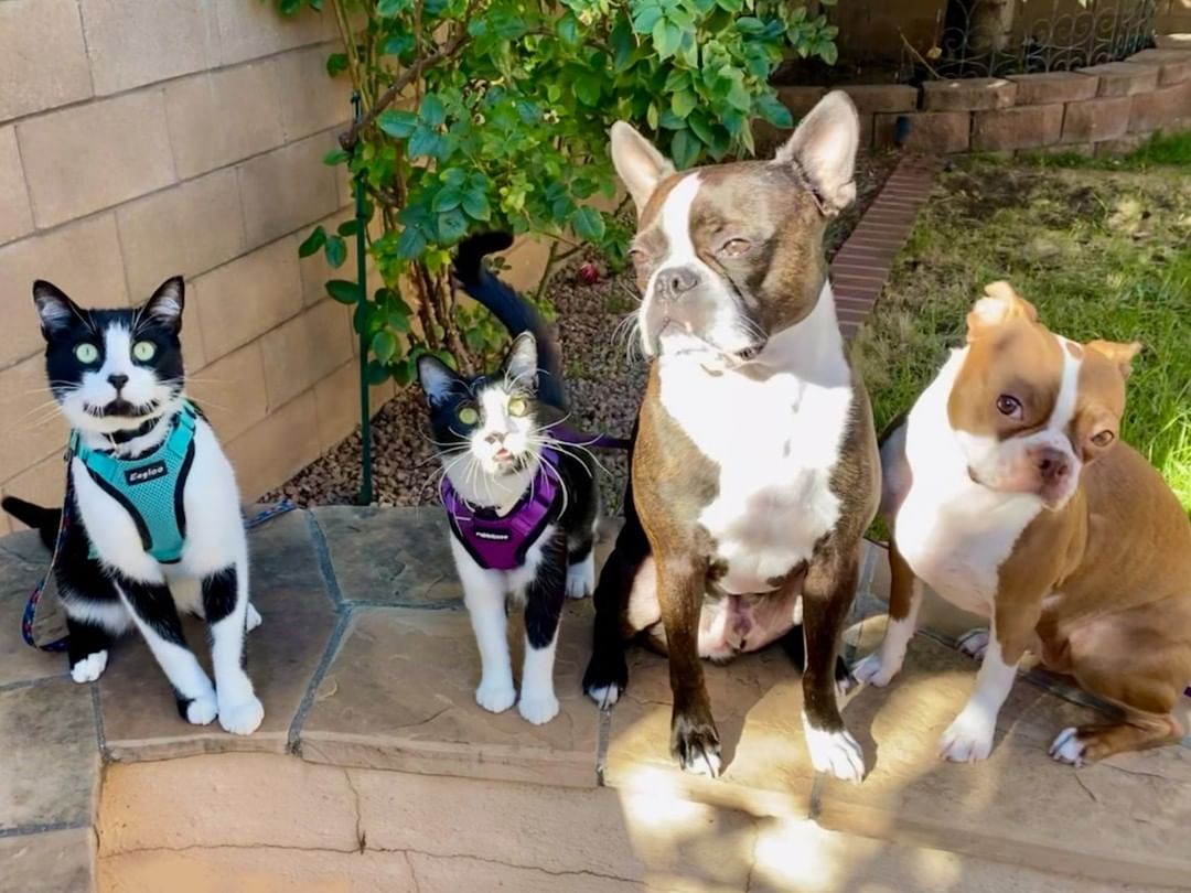 To go along with yesterday's picture, here's another one of Nike (blue vest, adopted two years ago), this time with his entire crew.  So sweet!

<a target='_blank' href='https://www.instagram.com/explore/tags/newmexicoanimalfriends/'>#newmexicoanimalfriends</a> <a target='_blank' href='https://www.instagram.com/explore/tags/adopt/'>#adopt</a> <a target='_blank' href='https://www.instagram.com/explore/tags/rescue/'>#rescue</a>