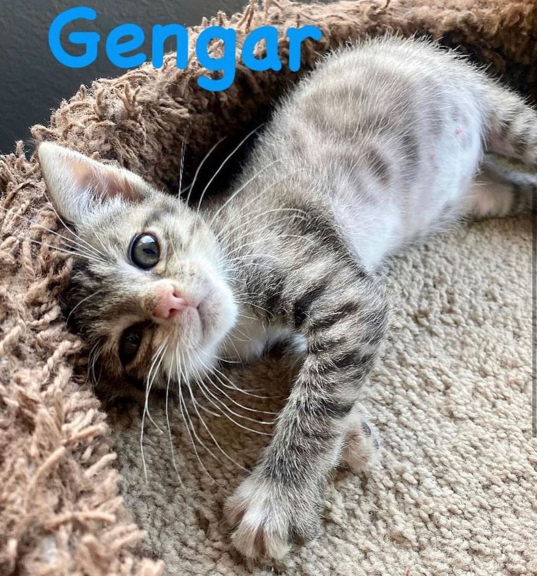 😻CUTENESS ALERT! 🚨 
-8 weeks old
-Former bottle babies
- Gengar is male
-Eevee, Umbreon and Meowth
are females 
😽Meet the Pokémon crew!! 
These guys are a pile of cuddles. They are all SUPER friendly, socialized, do well with Foster’s kids (boys age 4 and 7). They are just learning how to play and wrestle. They are a bundle of kitten energy and love their wet food!
When they are all tuckered out they will cuddle with each other for naps- but the moment you walk in the door they are meowing to get a good spot to cuddle on your lap. They instantly purr upon being held and love being kissed on. At night they cuddle up with the Foster and sleep. These guys are going to be the sweetest, well socialized pets ever!!! 
Must go as pairs or into a home with a pet already waiting to be their new best friend. 
Interested? DM for an adoption questionnaire! 
.
.
.
.

<a target='_blank' href='https://www.instagram.com/explore/tags/adoptdontshop/'>#adoptdontshop</a> <a target='_blank' href='https://www.instagram.com/explore/tags/rescuekittensoflosangeles/'>#rescuekittensoflosangeles</a> <a target='_blank' href='https://www.instagram.com/explore/tags/kittensforadoption2021/'>#kittensforadoption2021</a> <a target='_blank' href='https://www.instagram.com/explore/tags/spayandneuteryourpets/'>#spayandneuteryourpets</a> <a target='_blank' href='https://www.instagram.com/explore/tags/bottlefedkittens/'>#bottlefedkittens</a> <a target='_blank' href='https://www.instagram.com/explore/tags/cuddlebugs/'>#cuddlebugs</a><a target='_blank' href='https://www.instagram.com/explore/tags/saturdaycaturday/'>#saturdaycaturday</a><a target='_blank' href='https://www.instagram.com/explore/tags/adoptme/'>#adoptme</a>