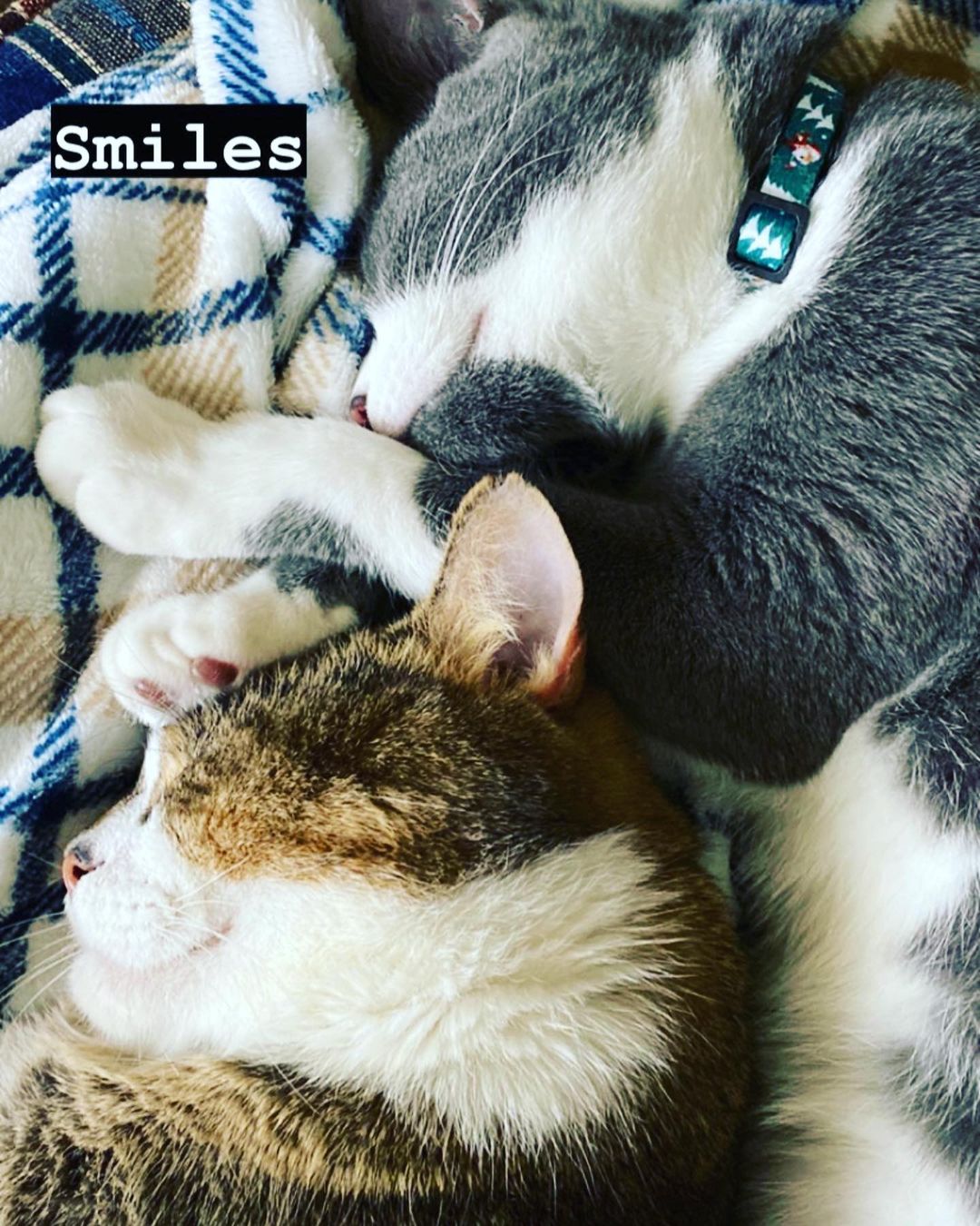 Update on Lugnut (adopted last Sunday) & Pluto (adopted in July)💙💙 

These two are already incredibly bonded & more adorable than we could have imagined!! They’re literally purrfect for each other💙💙

<a target='_blank' href='https://www.instagram.com/explore/tags/forgottencatsalum/'>#forgottencatsalum</a> <a target='_blank' href='https://www.instagram.com/explore/tags/togetherfurever/'>#togetherfurever</a> <a target='_blank' href='https://www.instagram.com/explore/tags/brothers/'>#brothers</a> <a target='_blank' href='https://www.instagram.com/explore/tags/rescued/'>#rescued</a> <a target='_blank' href='https://www.instagram.com/explore/tags/adoptedcatsofinstagram/'>#adoptedcatsofinstagram</a>