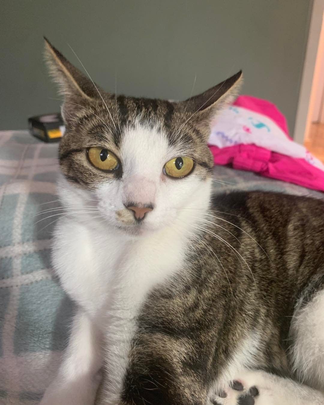 **HOME-TO-HOME ADOPTION**

Mipsy is not at the shelter. Please read her bio, and if interested, send a message to bparkinen@hotmail.com

Meet Mipsy.  She is a 2-year-old spayed female.  She came to us as a mother with three small kittens in June of 2021.  We enjoyed having Mipsy and her kittens over the summer very much!  In August, we rehomed 2 kittens, and we kept Mipsy and one of her boys.  Unfortunately, things are not working out well at all.  Mipsy had decided she wants to be the queen and isn’t a fan of having another cat around. We give her plenty of space and love, but she is not happy here.  Mipsy needs a home with no other cats around. I am certain she could return to her loving old ways, but only if she is a single cat. She has always been an outdoor cat, so she would be a perfect barn/shop cat. 

If you are interested in adopting Mipsy, please contact me directly at bparkinen@hotmail.com.